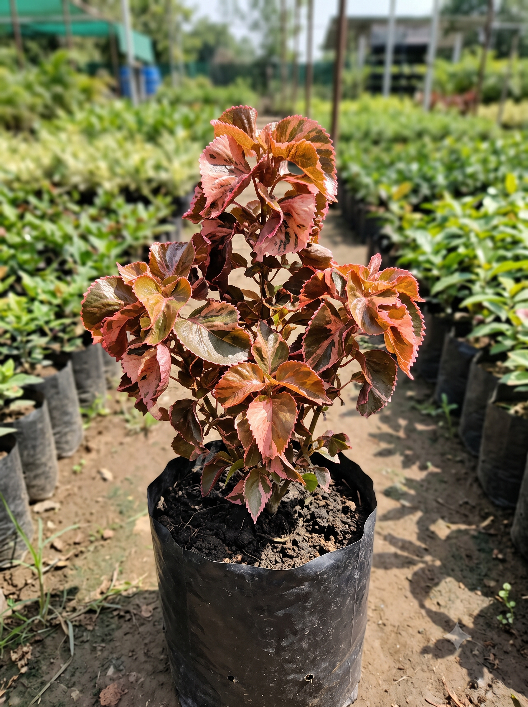 Acalypha wilkesiana "Cylon"