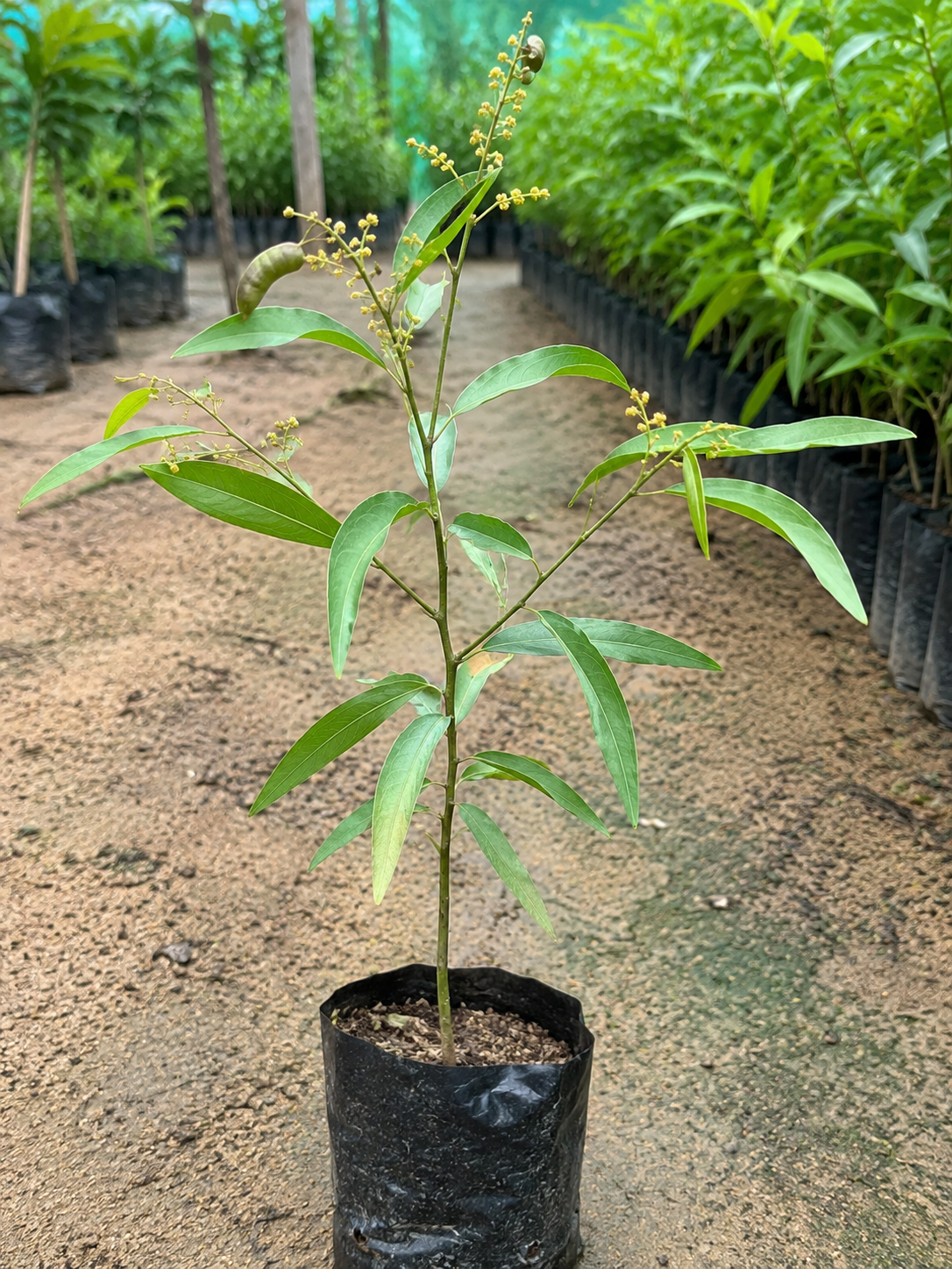 Acasia auriculiformis