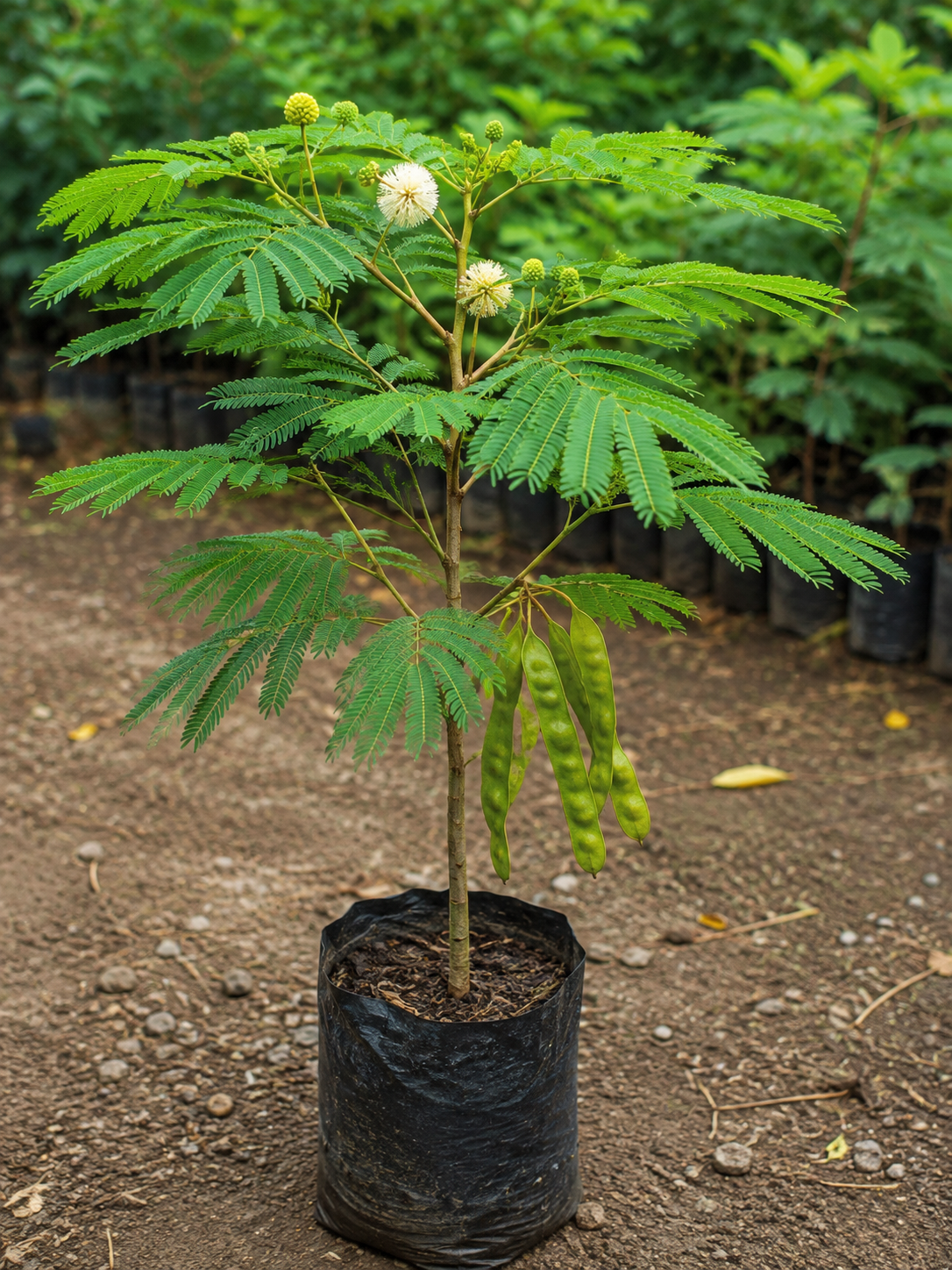 Albizzia lebbek