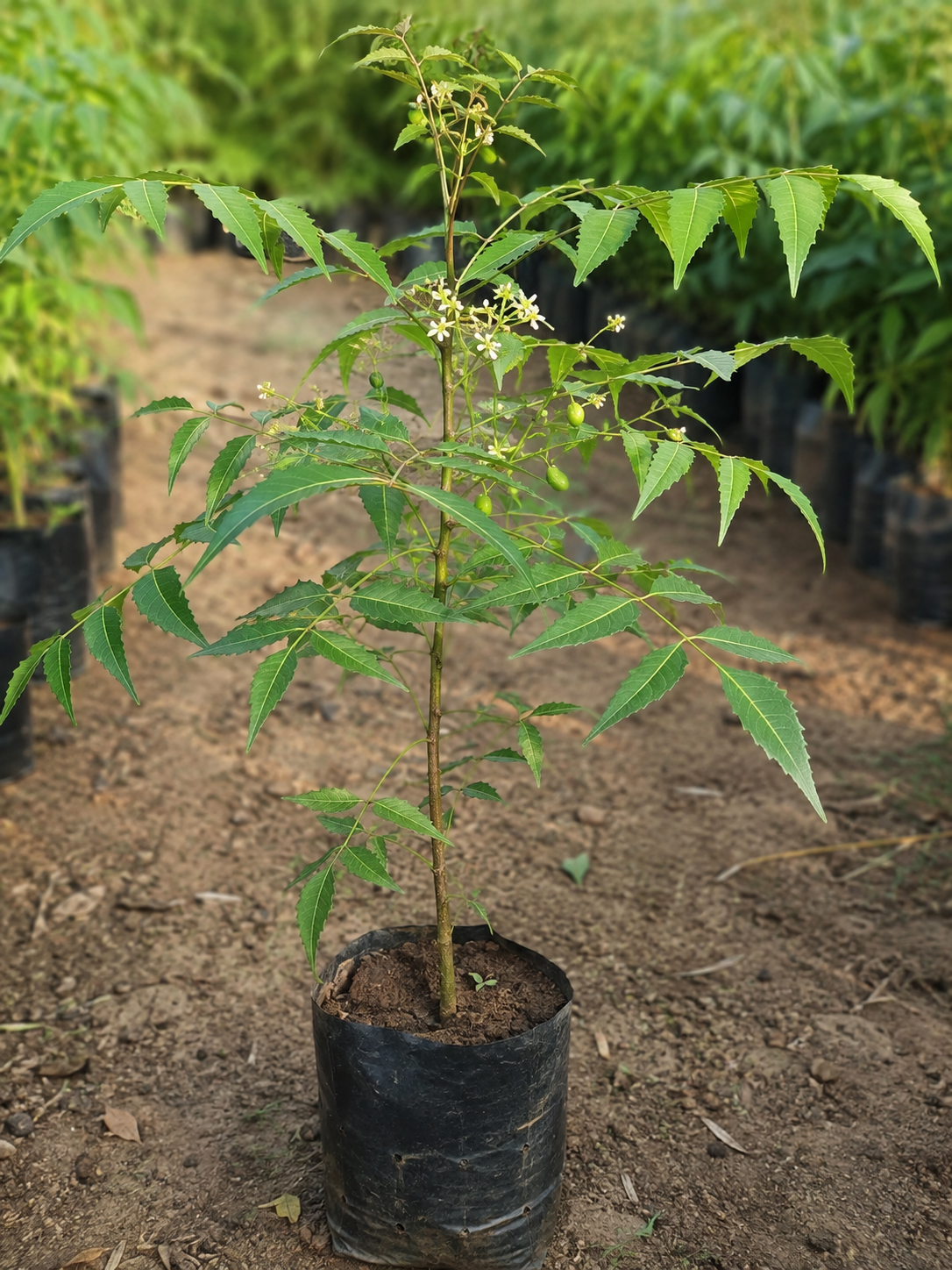 Azadirachta Indica (Neem)