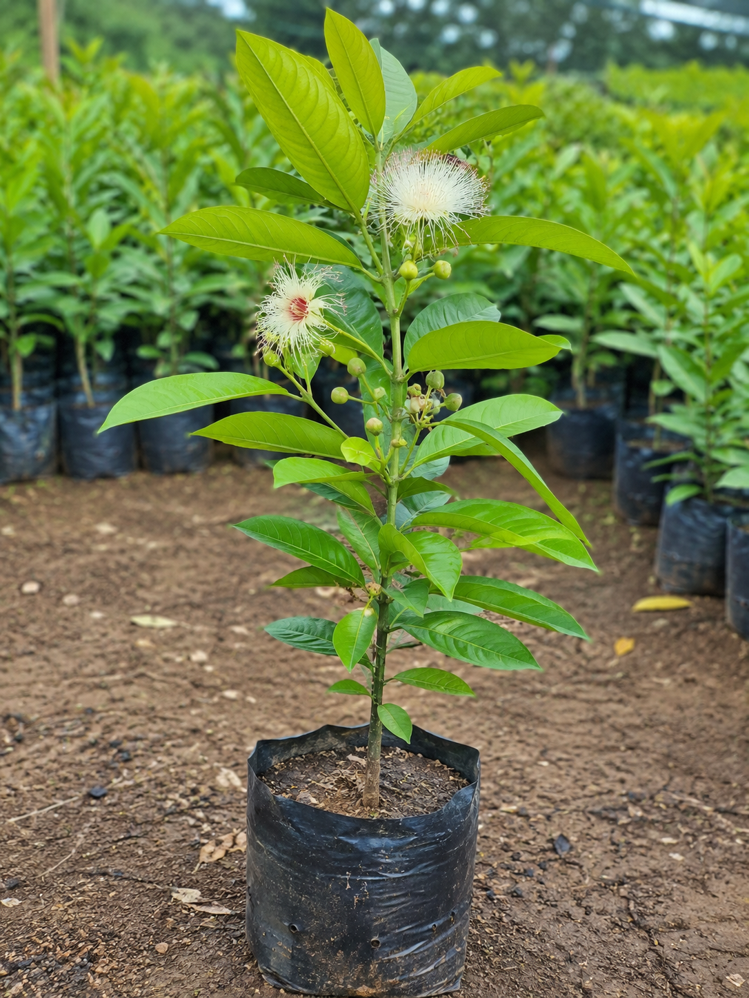 Baringtonia asiatica