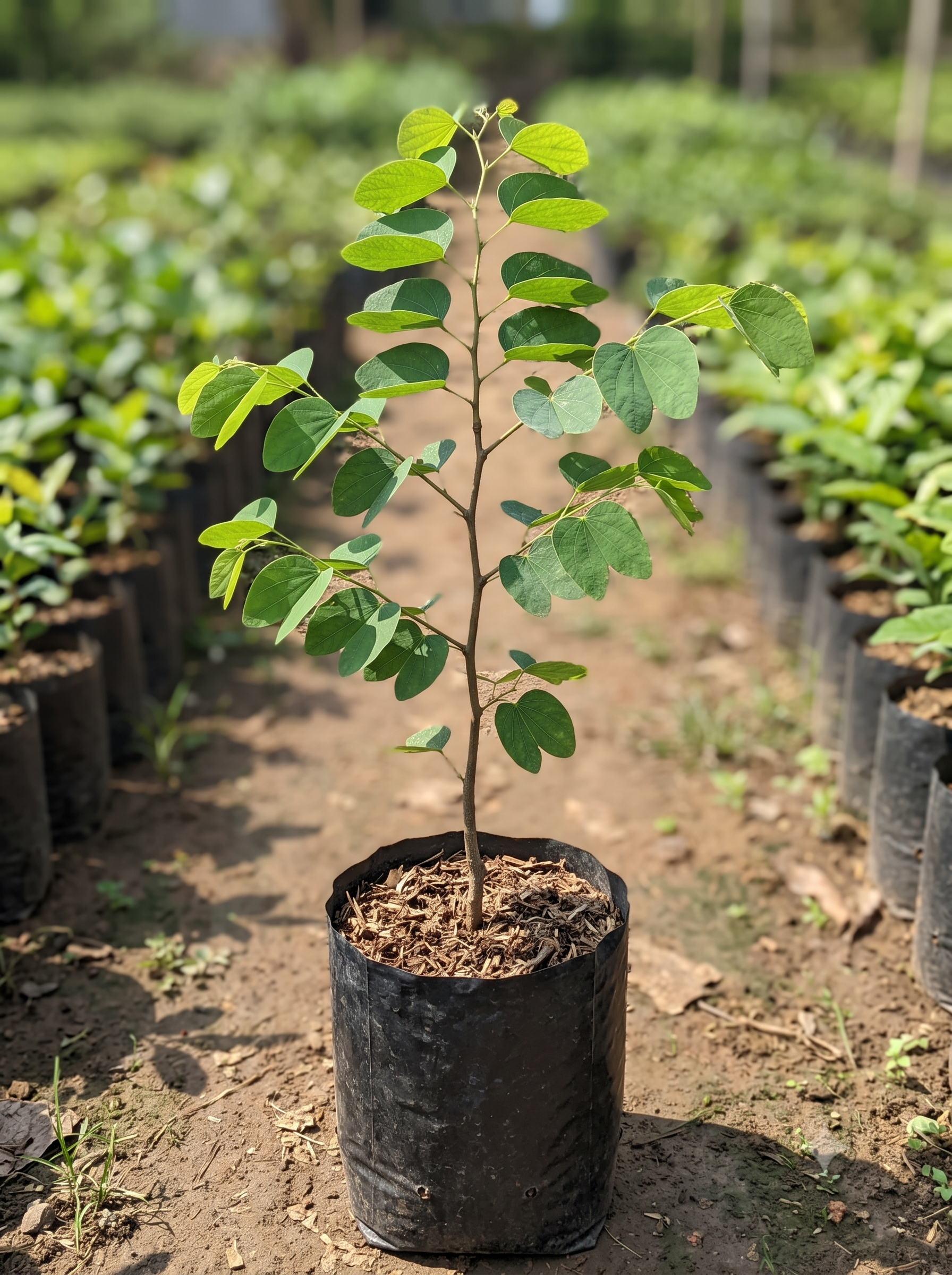 Bauhinia acuminata