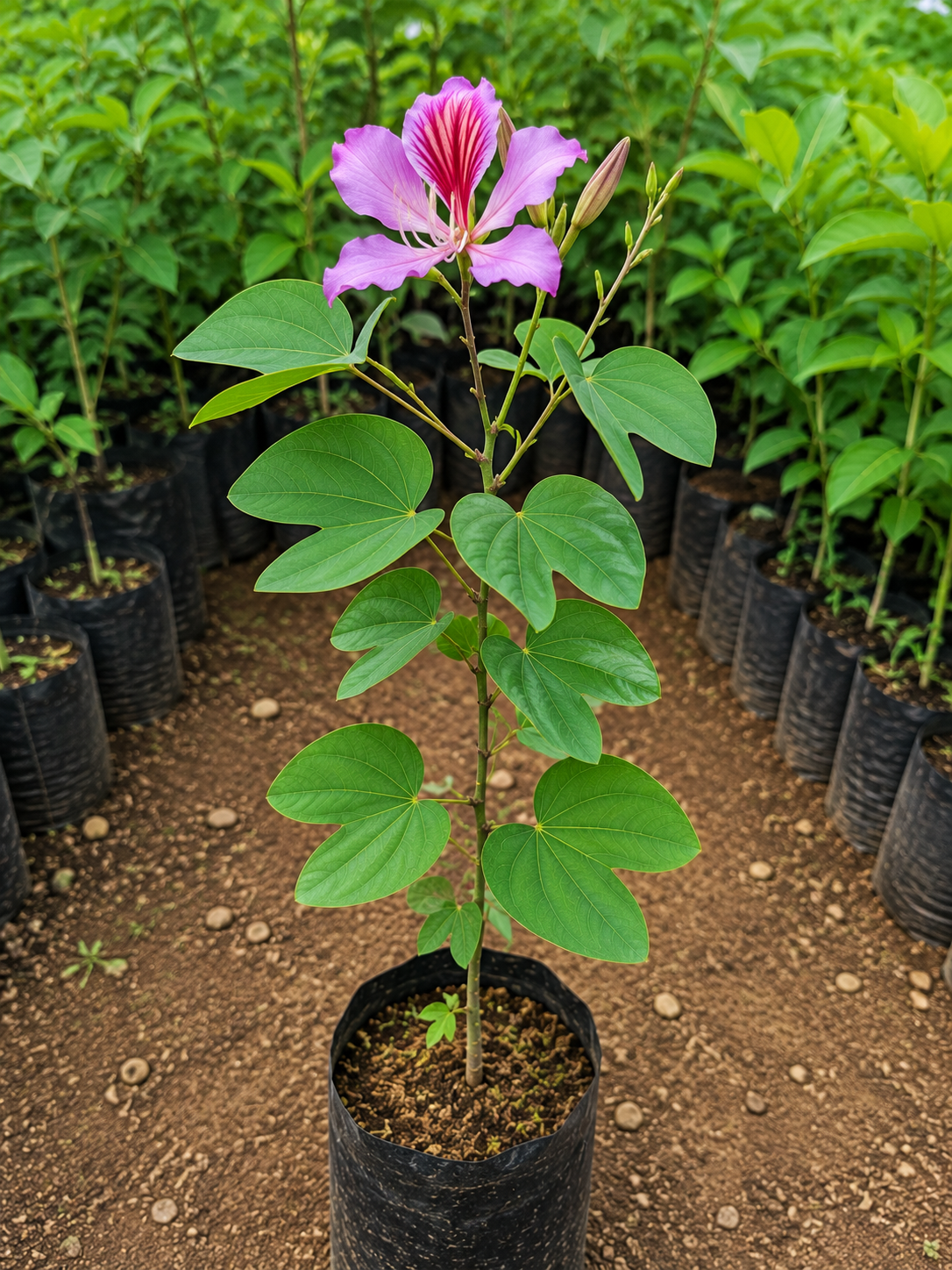 Bauhinia Blakeana
