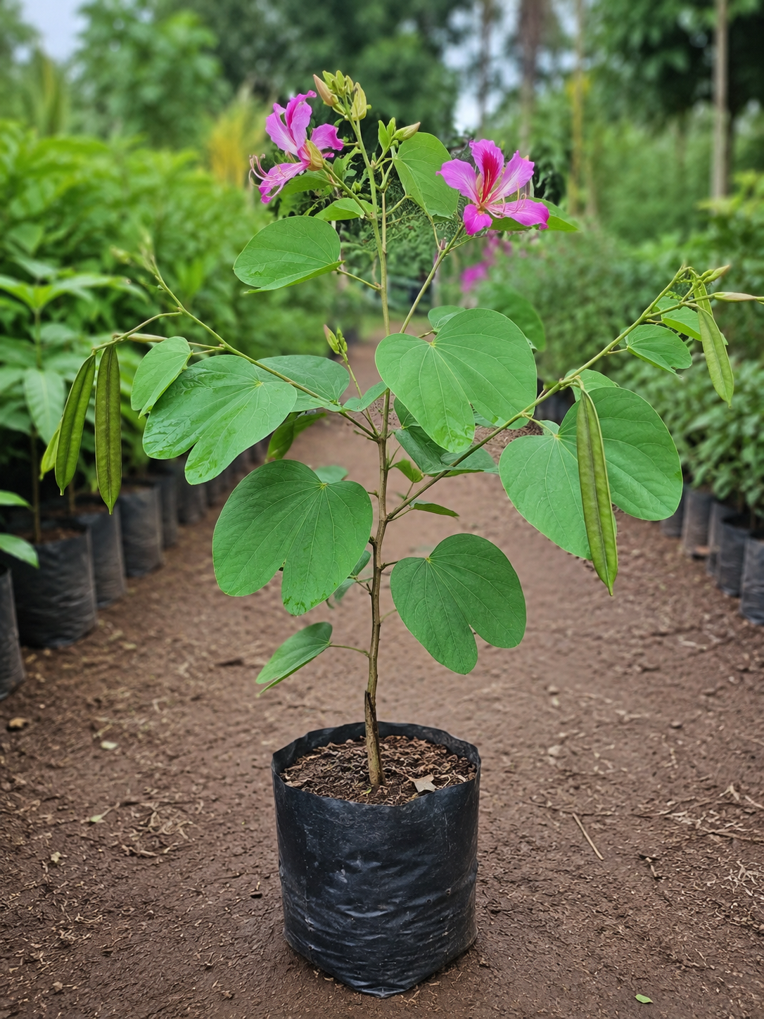 Bauhinia purpurea