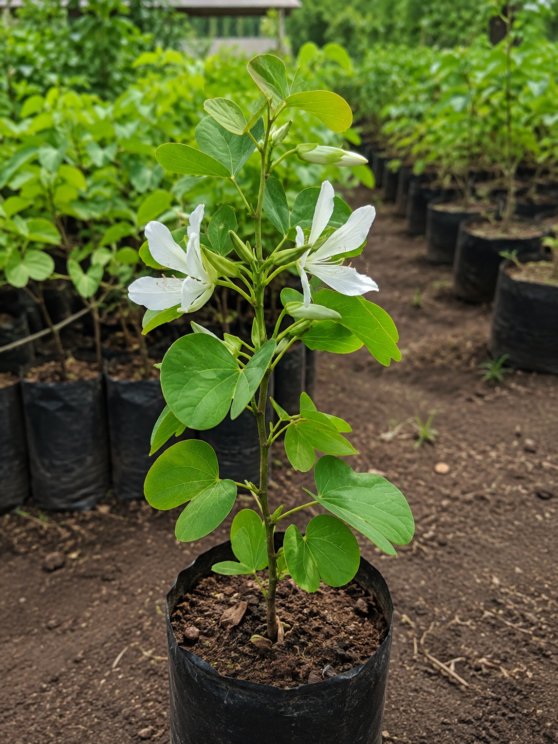 Bauhinia variegata var-"candida"