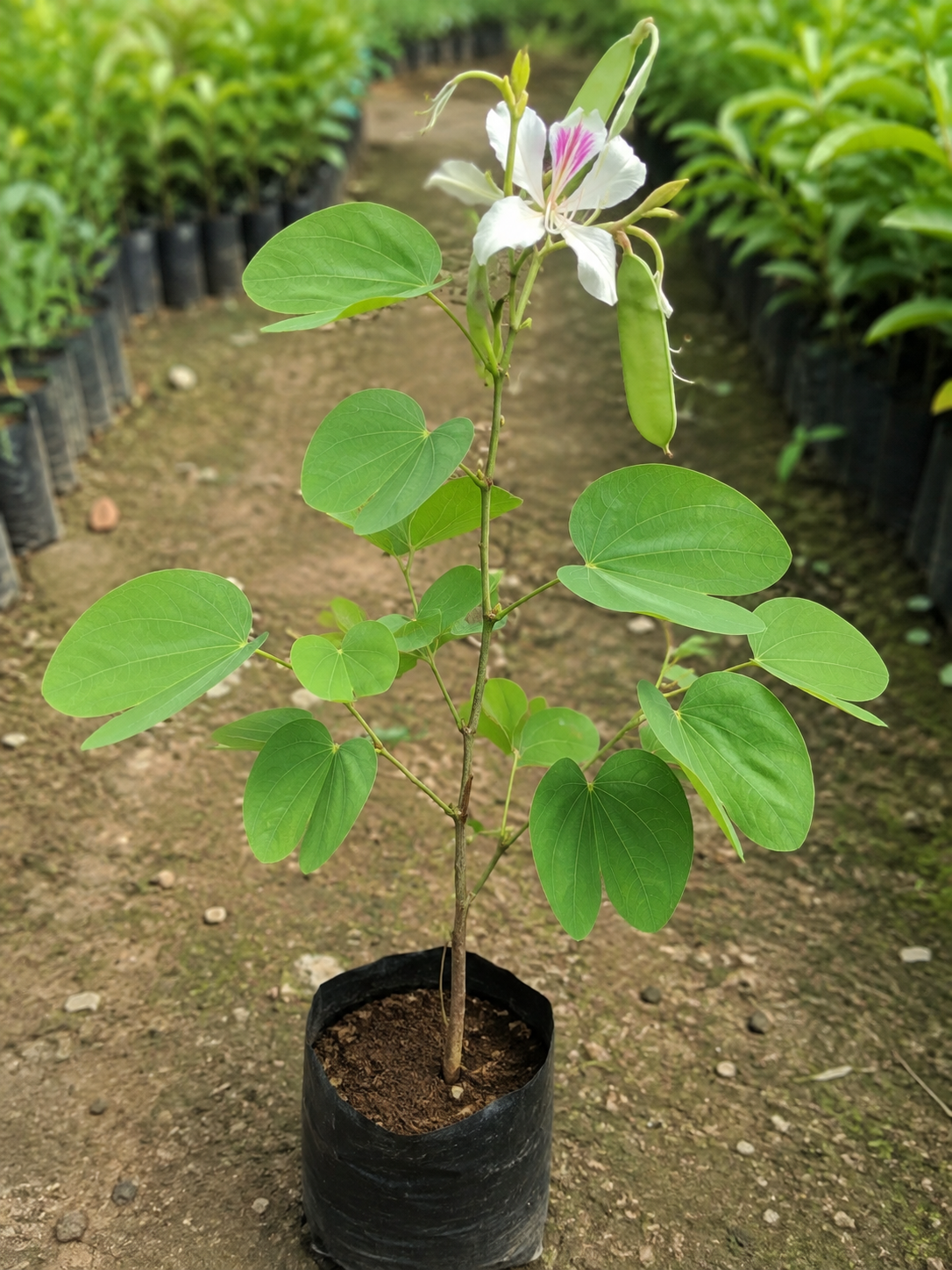 Bauhinia variegata