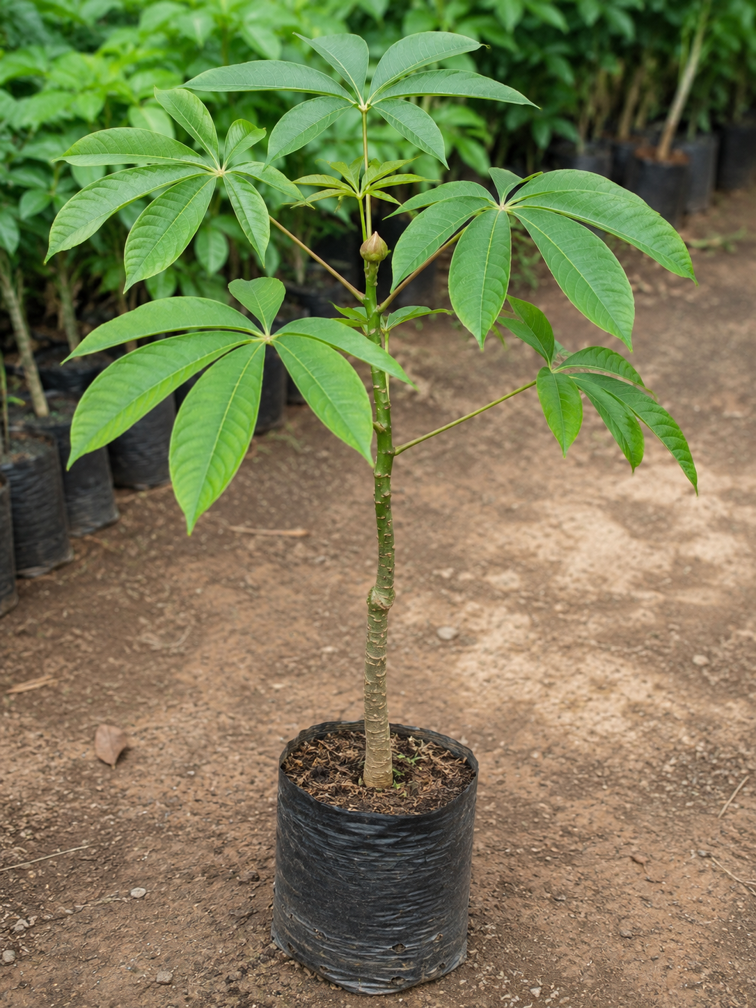 Bombax ceiba
