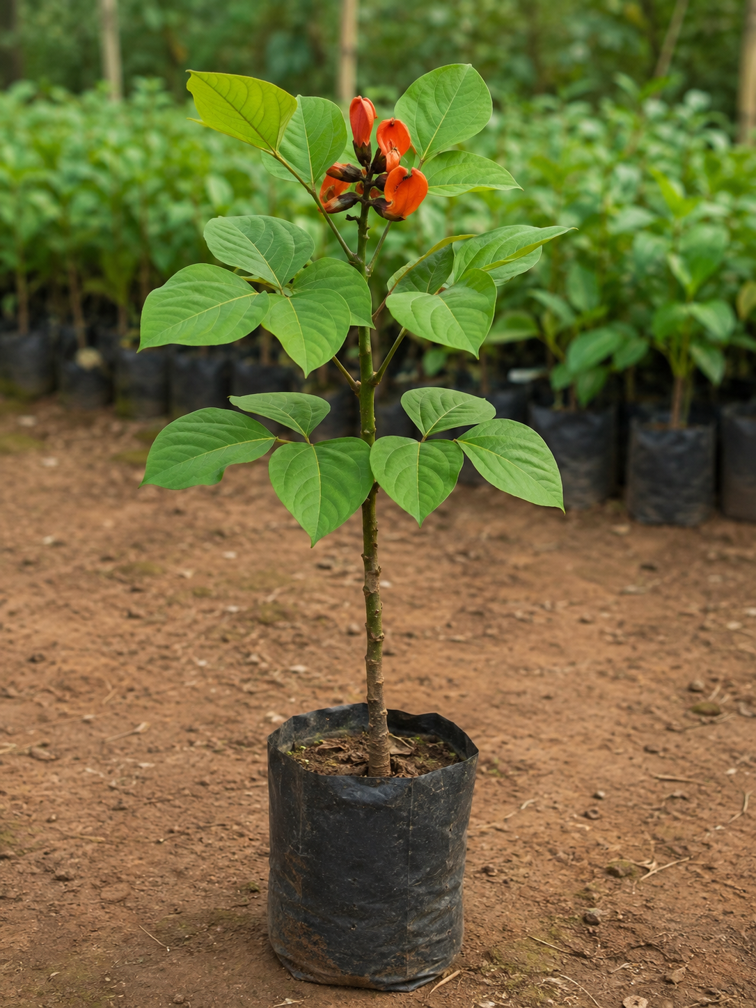 Butea Monosperma