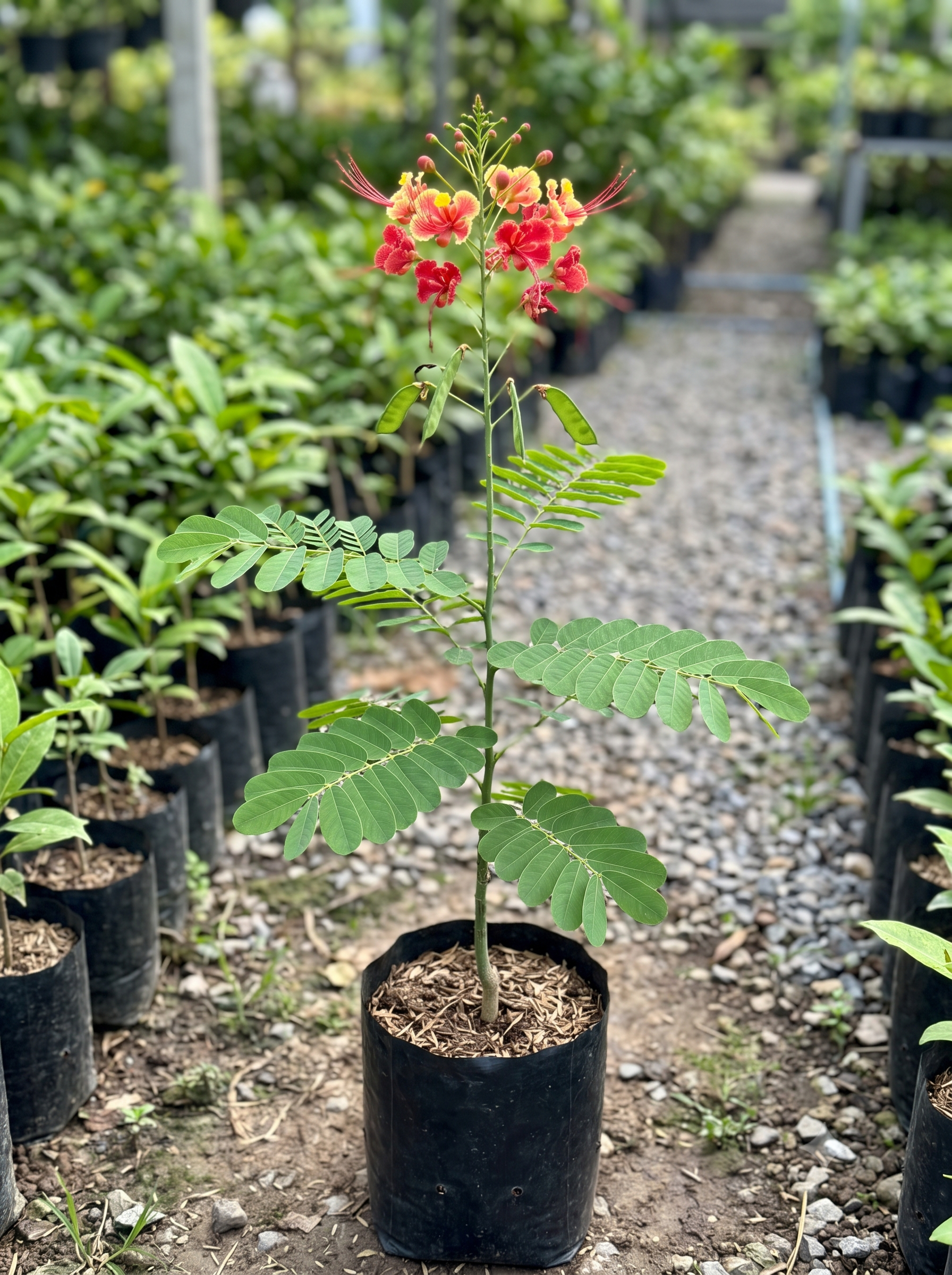 Caesalpinia Pulcherrima