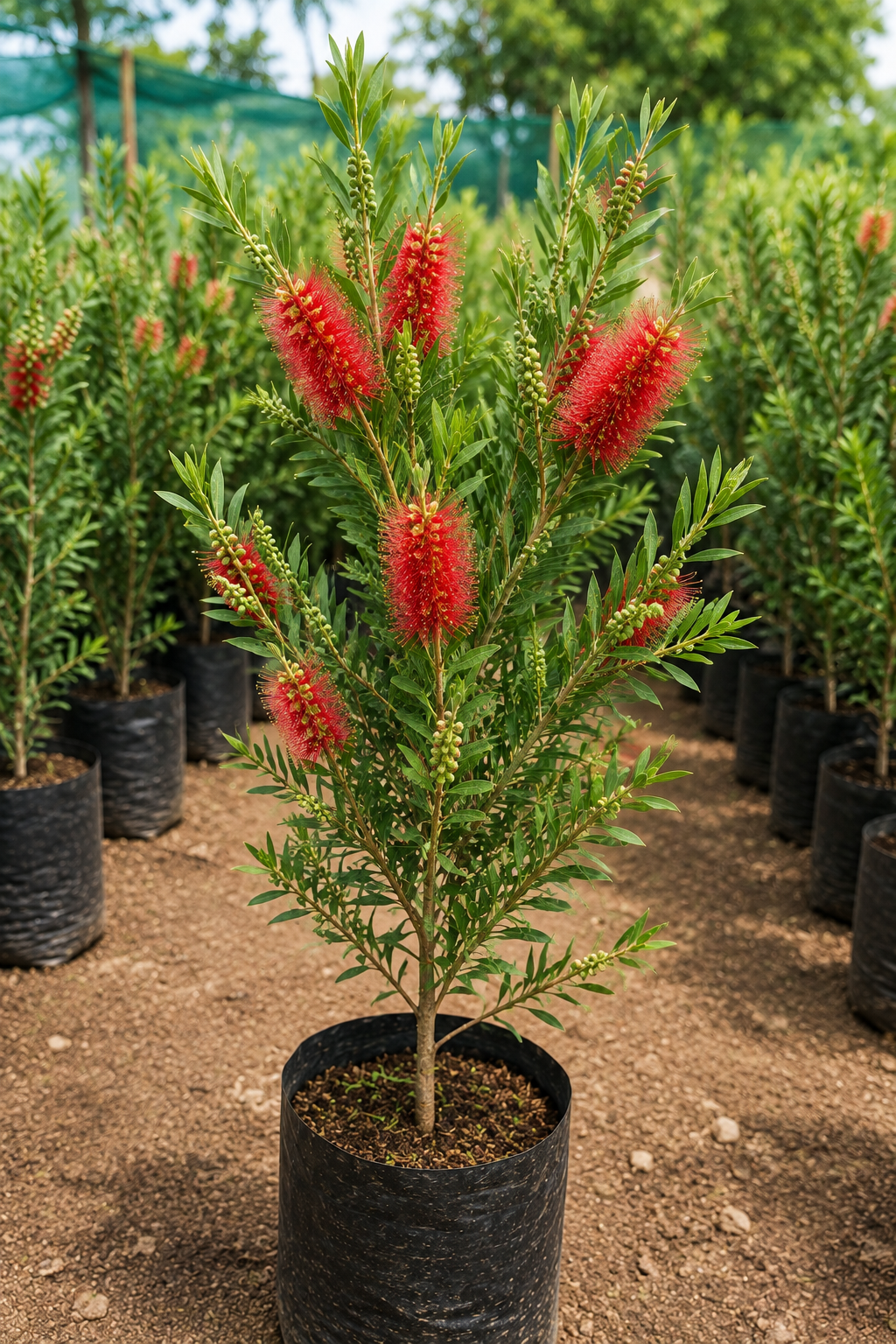 Callistemon Citrinus (Bottle Brush)
