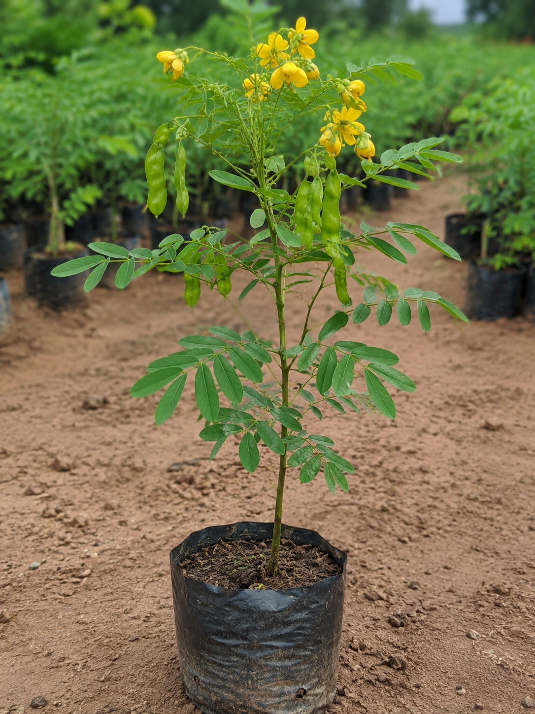 Cassia Javanica