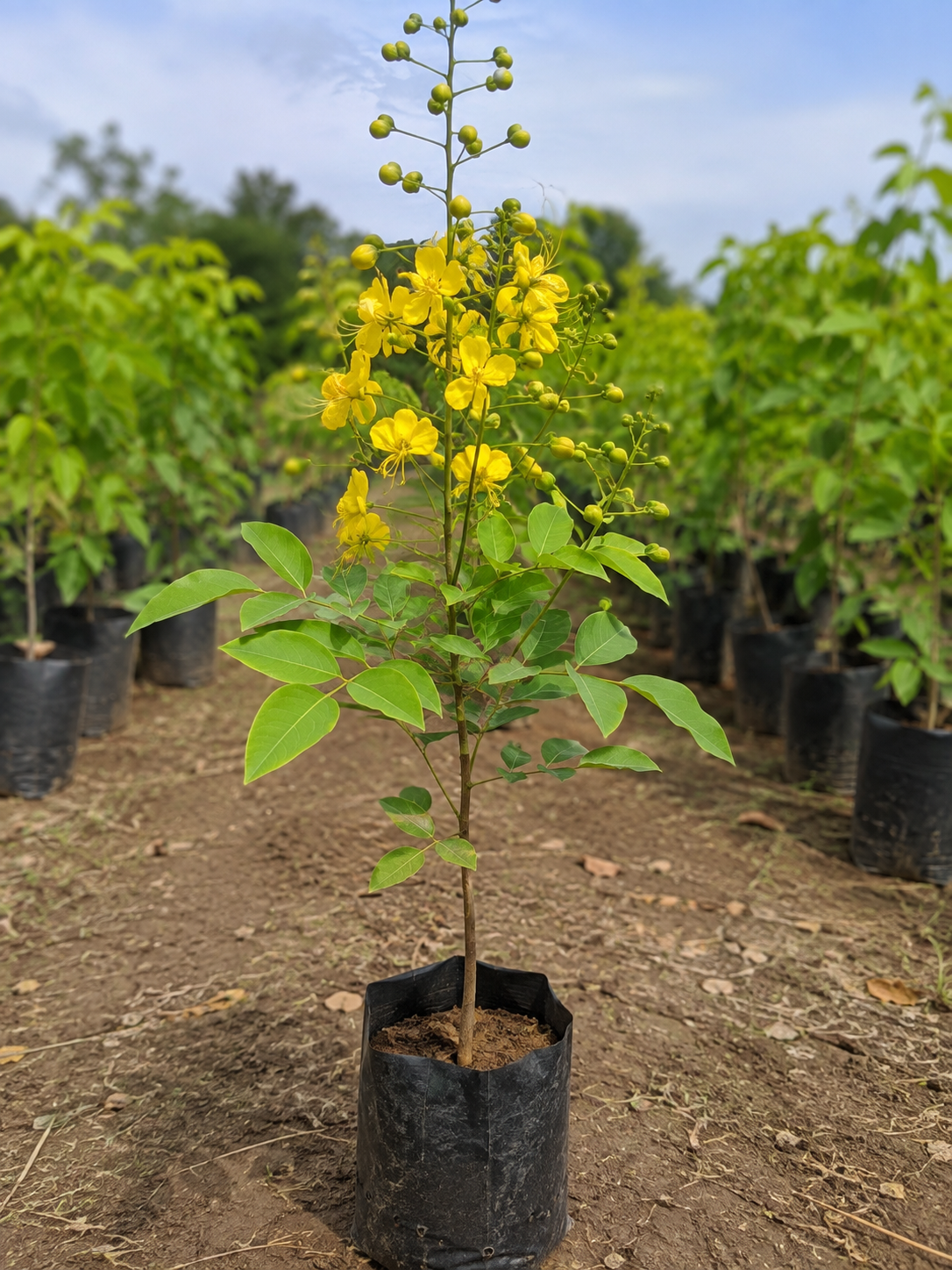 Cassia Fistula (Golden Shower)