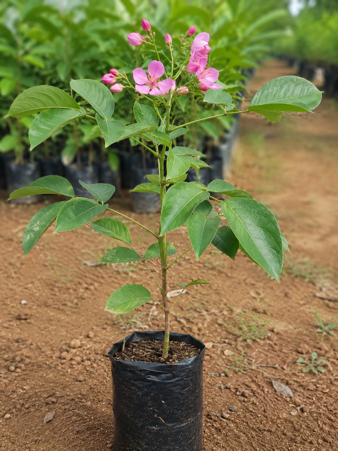 Cassia grandis