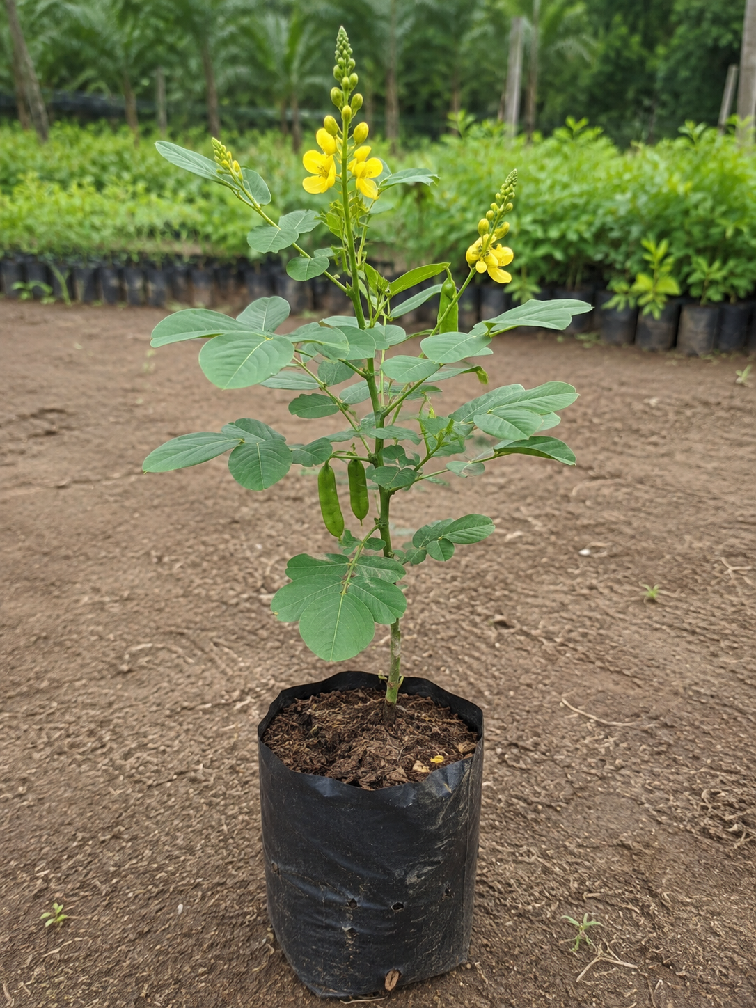 Cassia nodosa