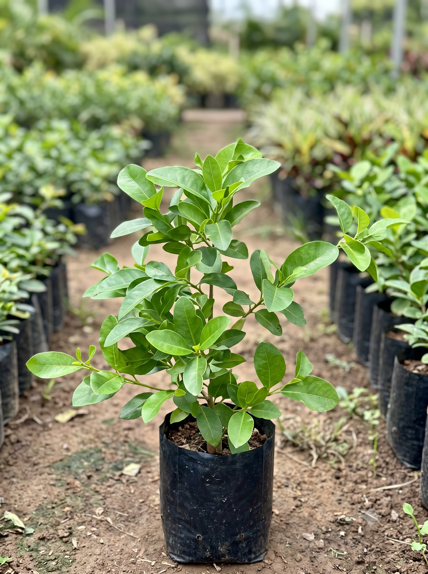 Clerodendram inerme