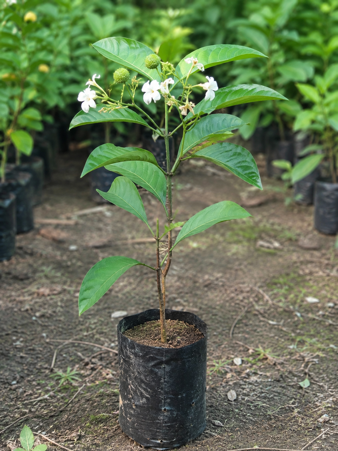 Cordia Sebestena