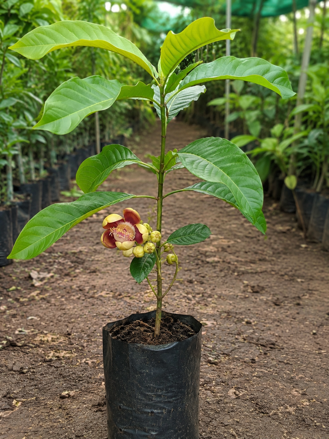Couroupita guianensis