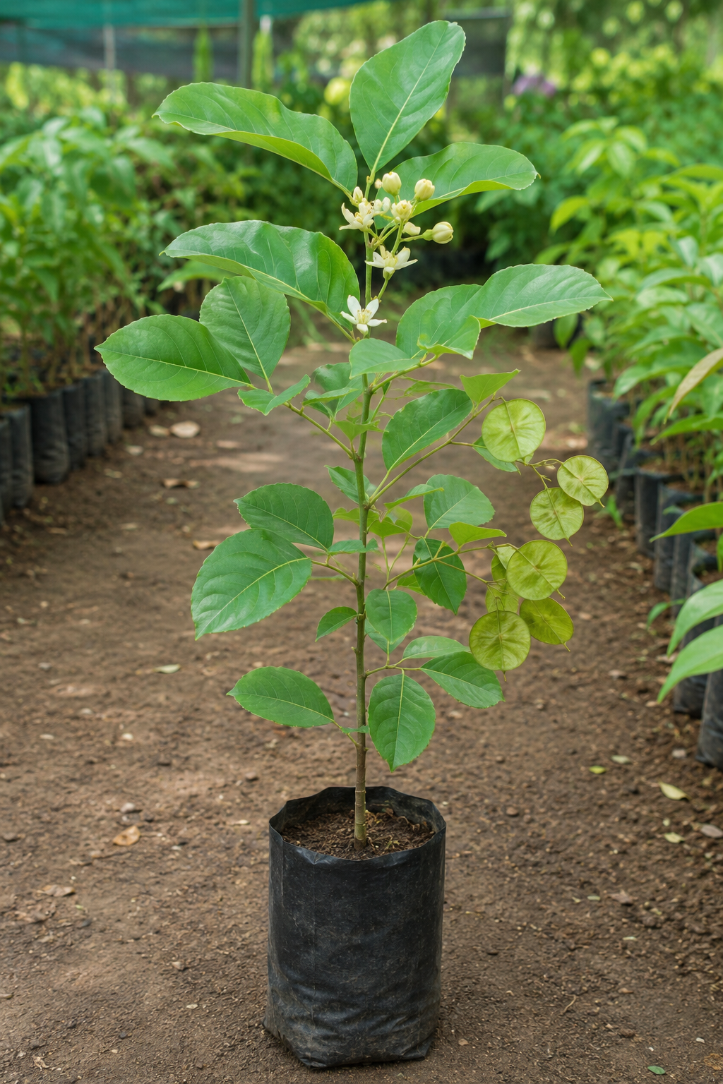 Crataeva religiosa