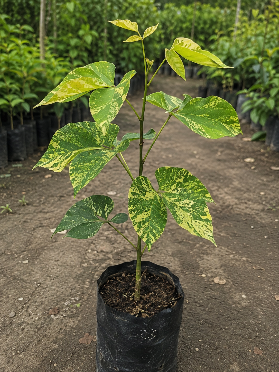 Erythrina variegata "Picta"