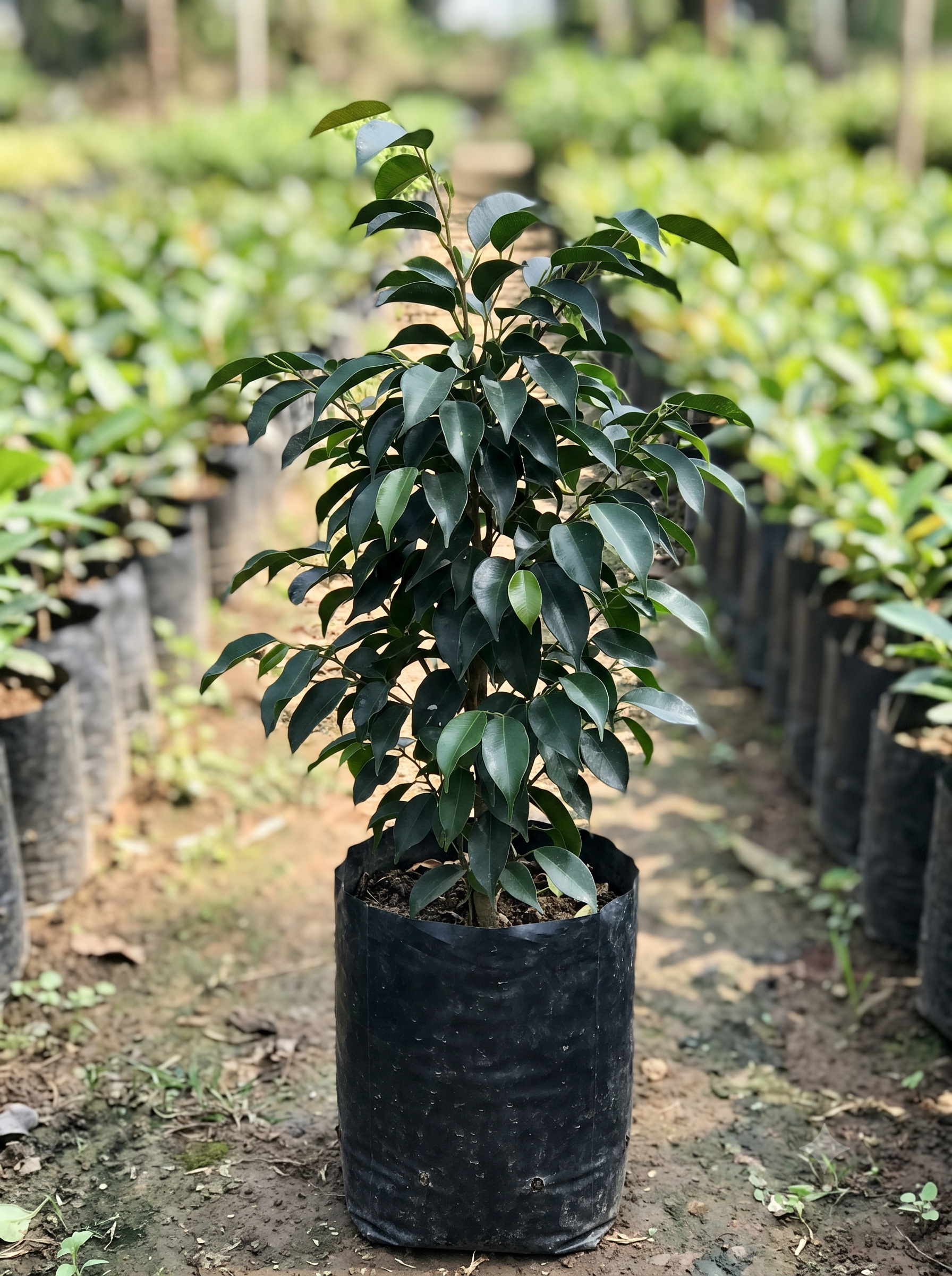 Ficus Benjamina