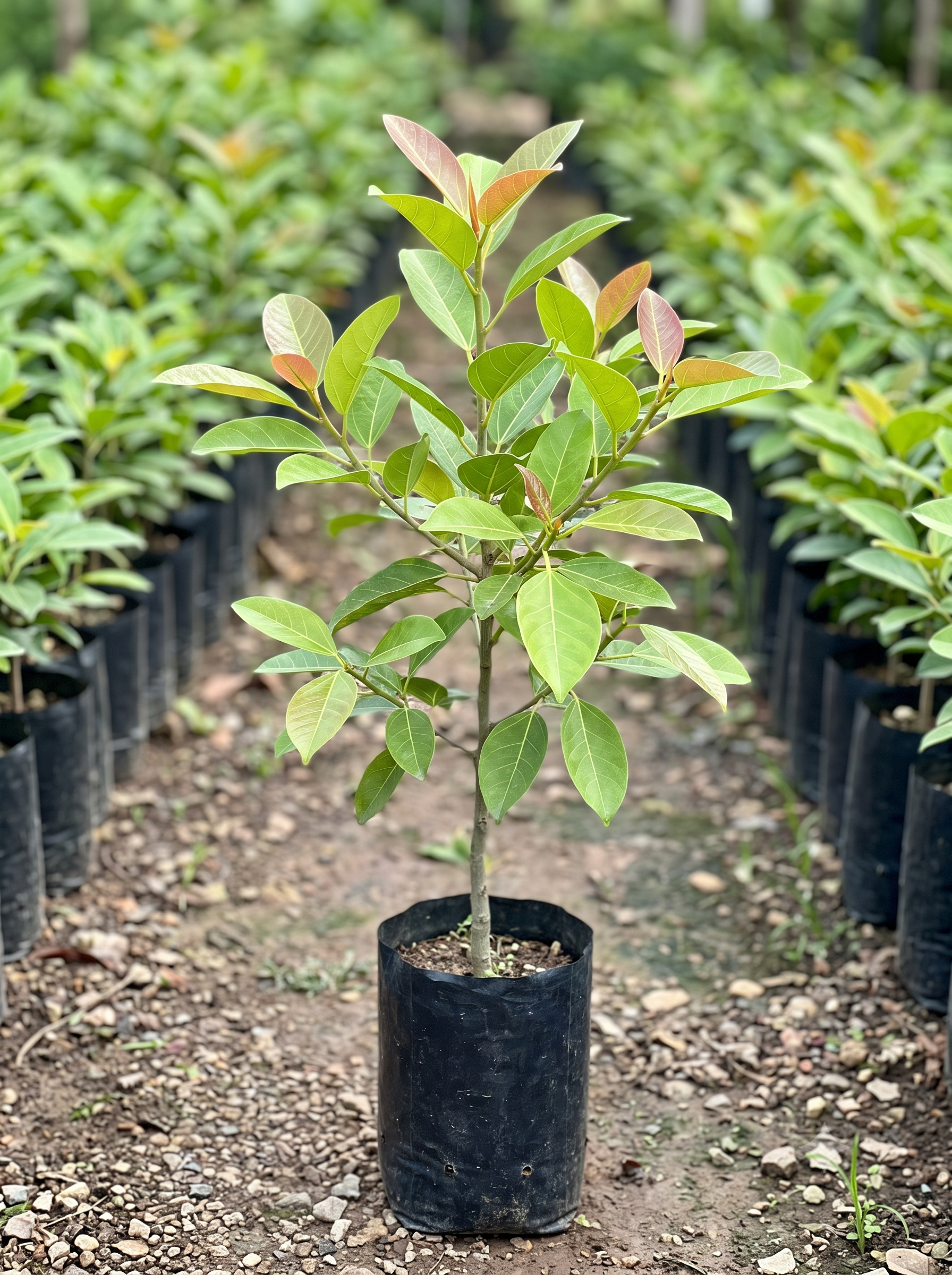 Ficus infectoria