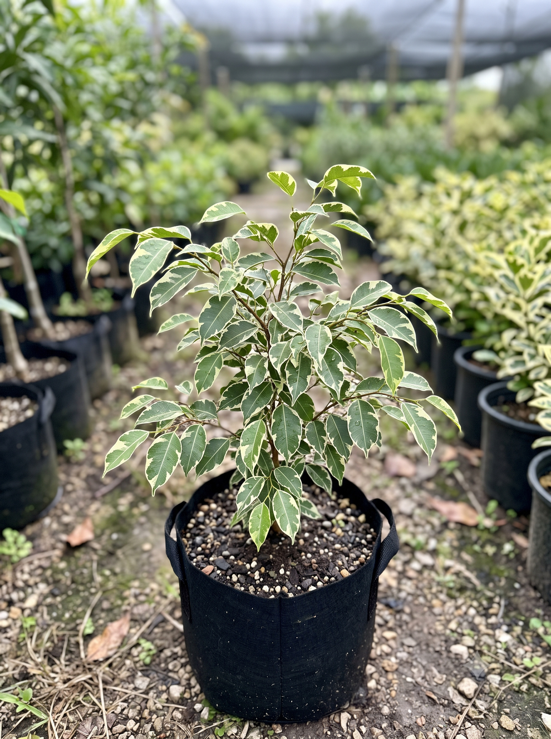 Ficus starlite