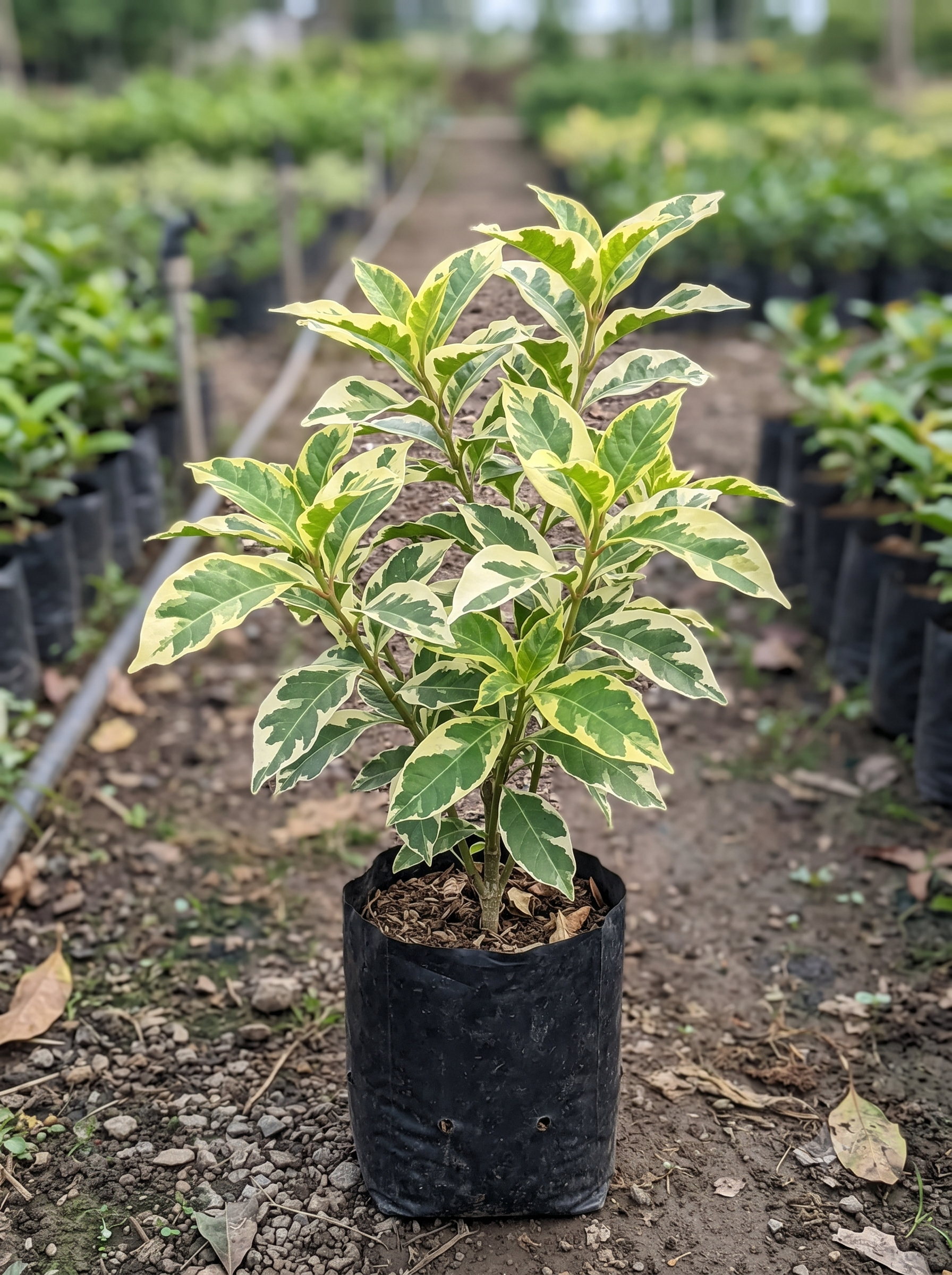 Graprophyllum verities