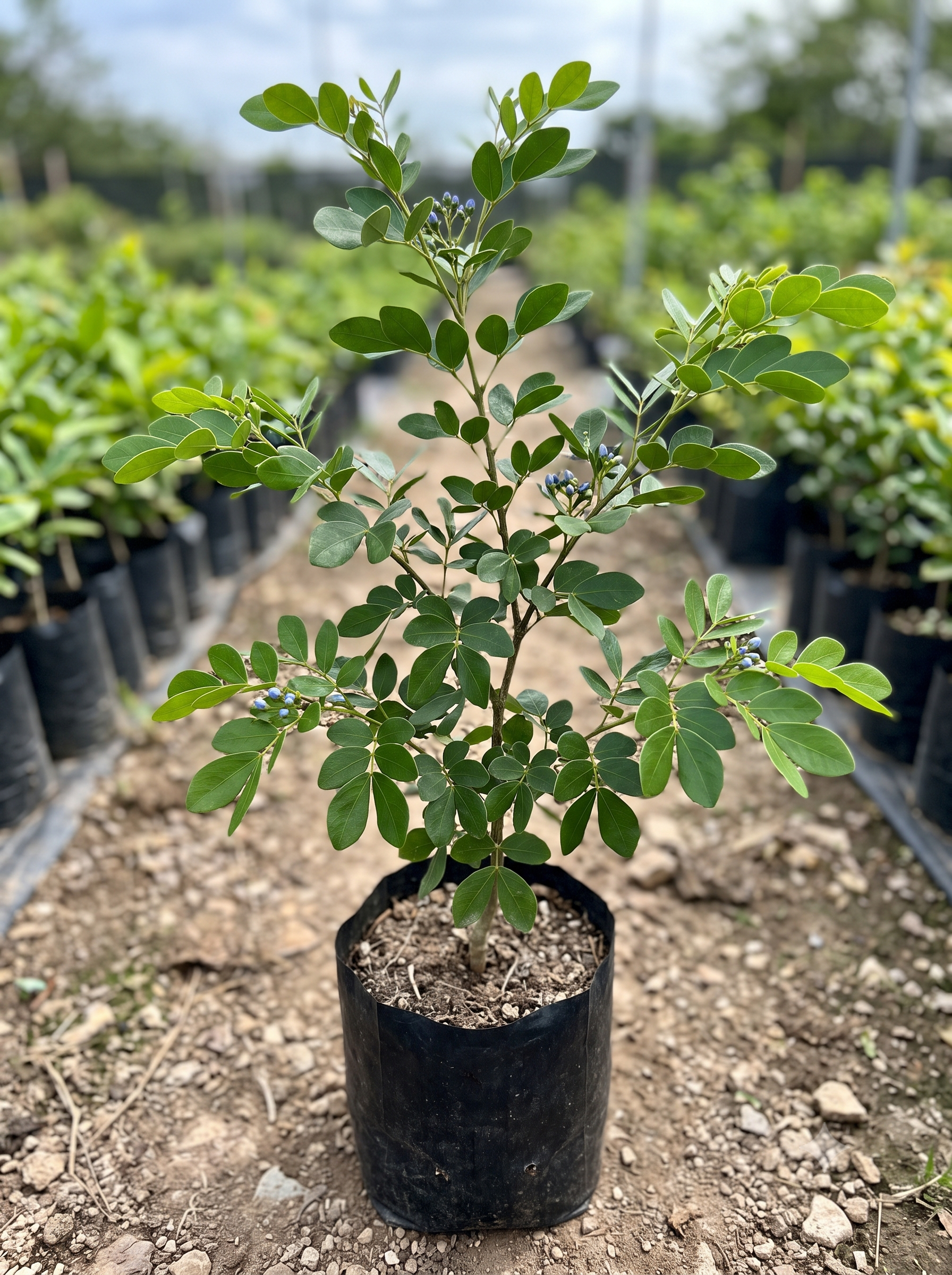 Guaiacum officinale