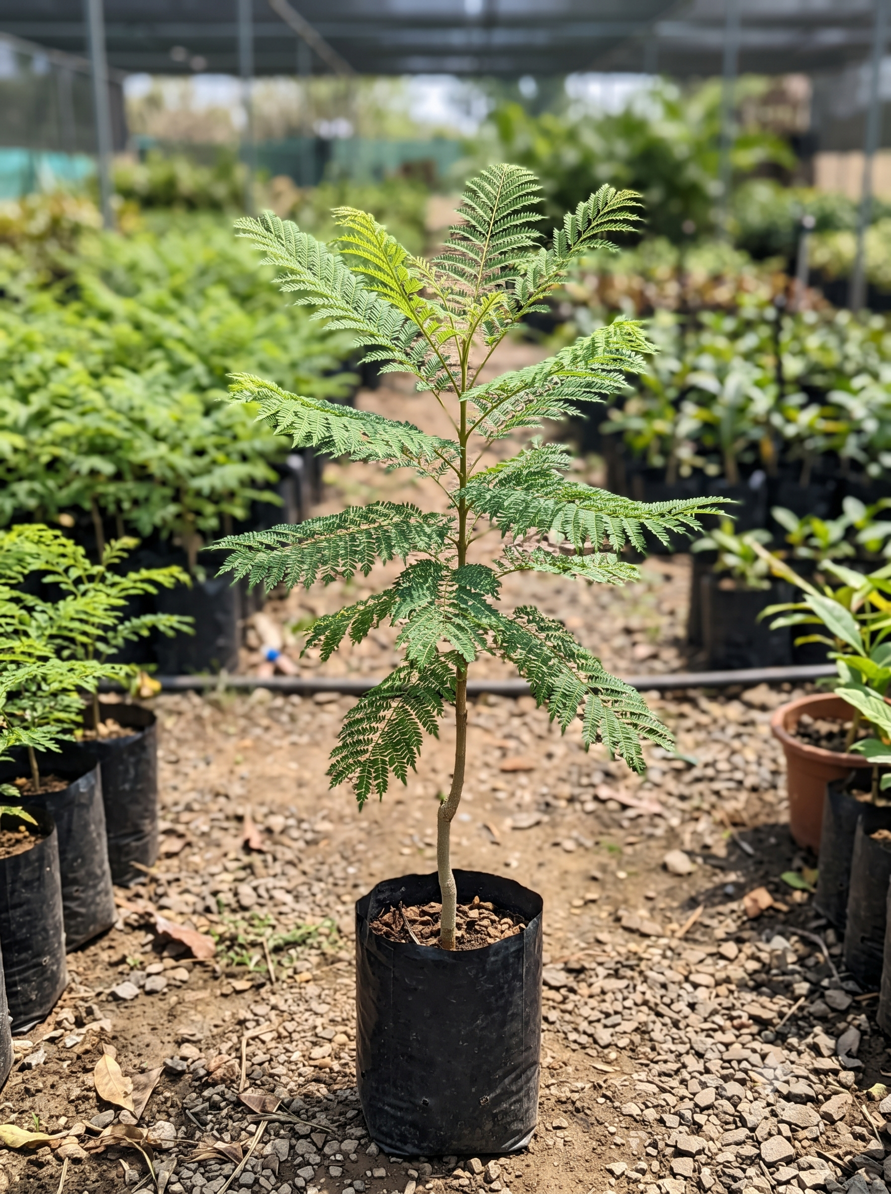 Jacaranda Mimosifolia