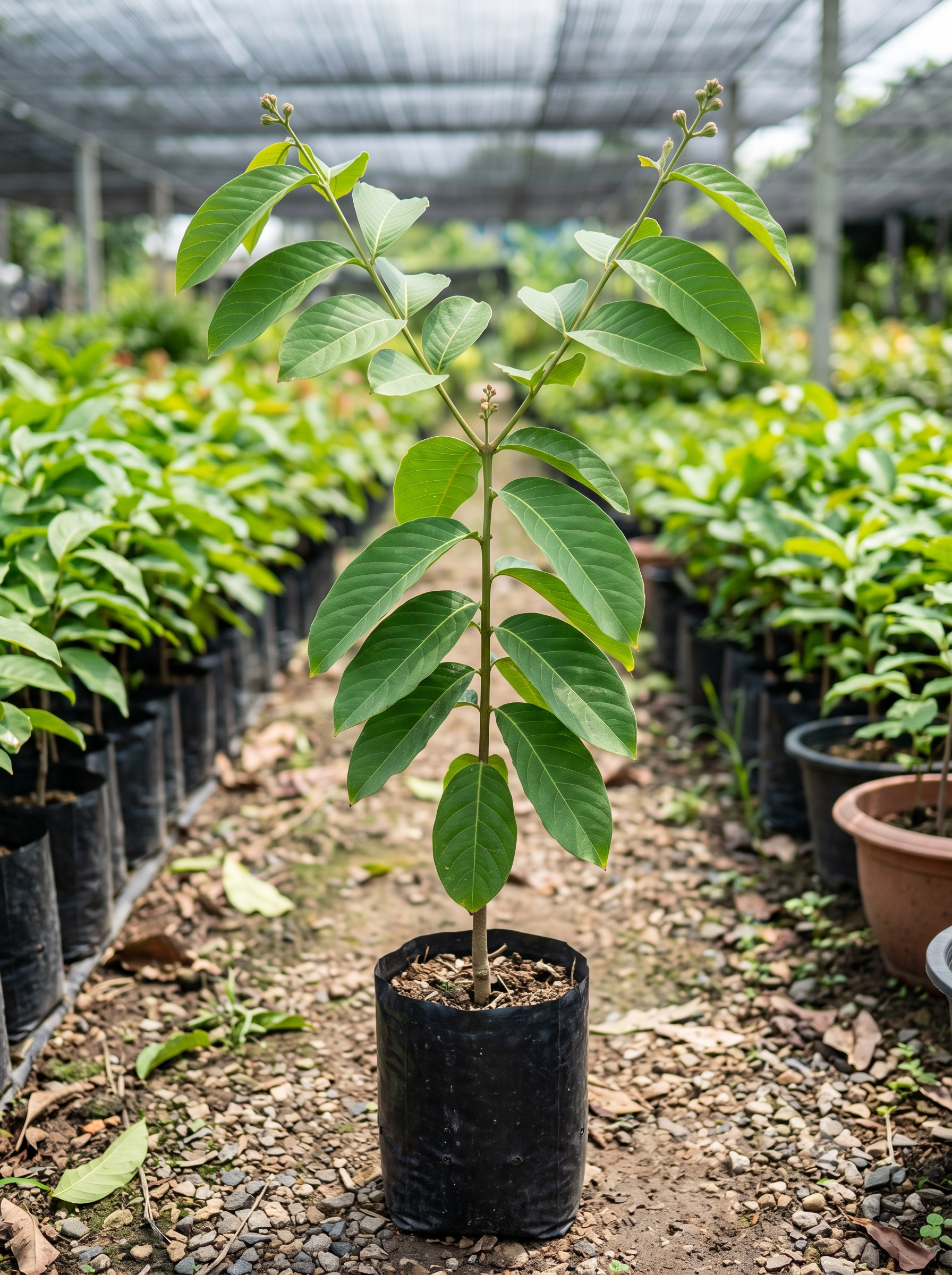 Lagerstroemia Speciosa