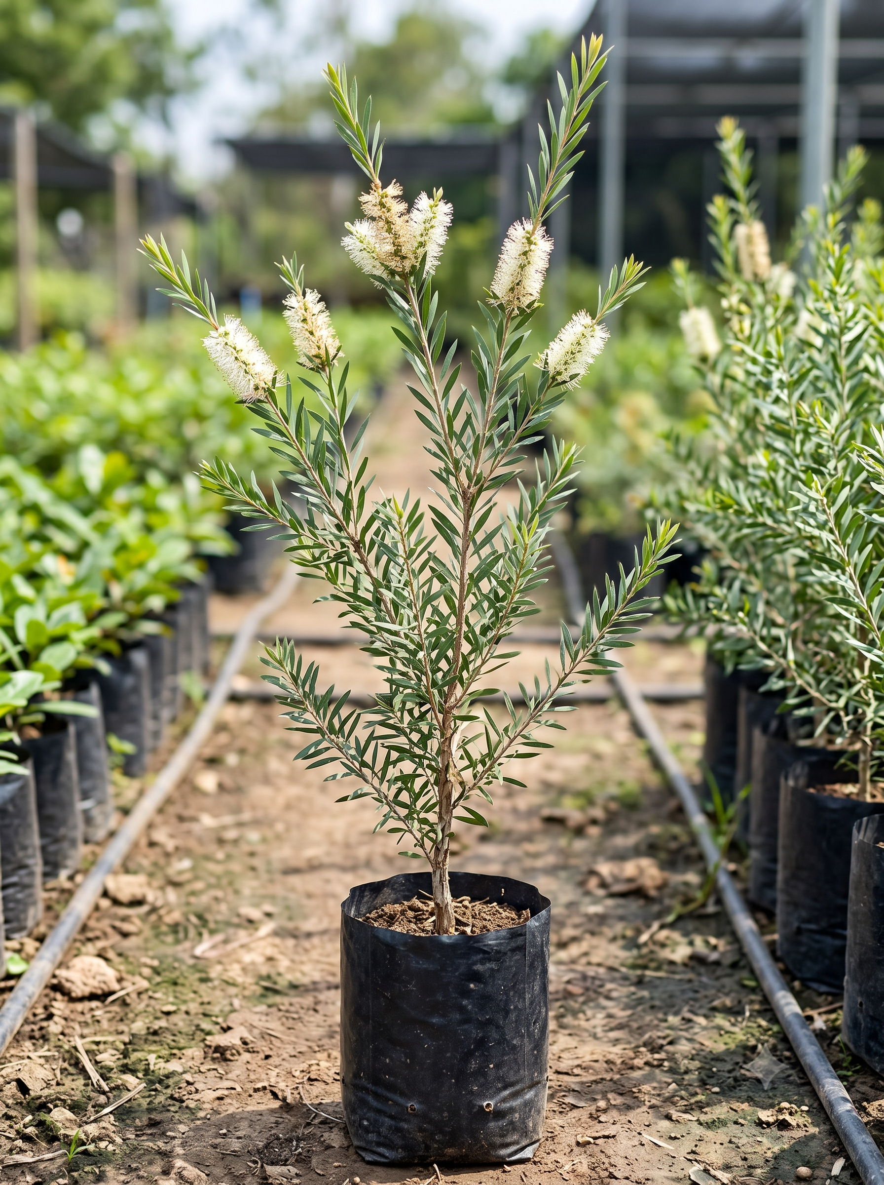 Melaleuca