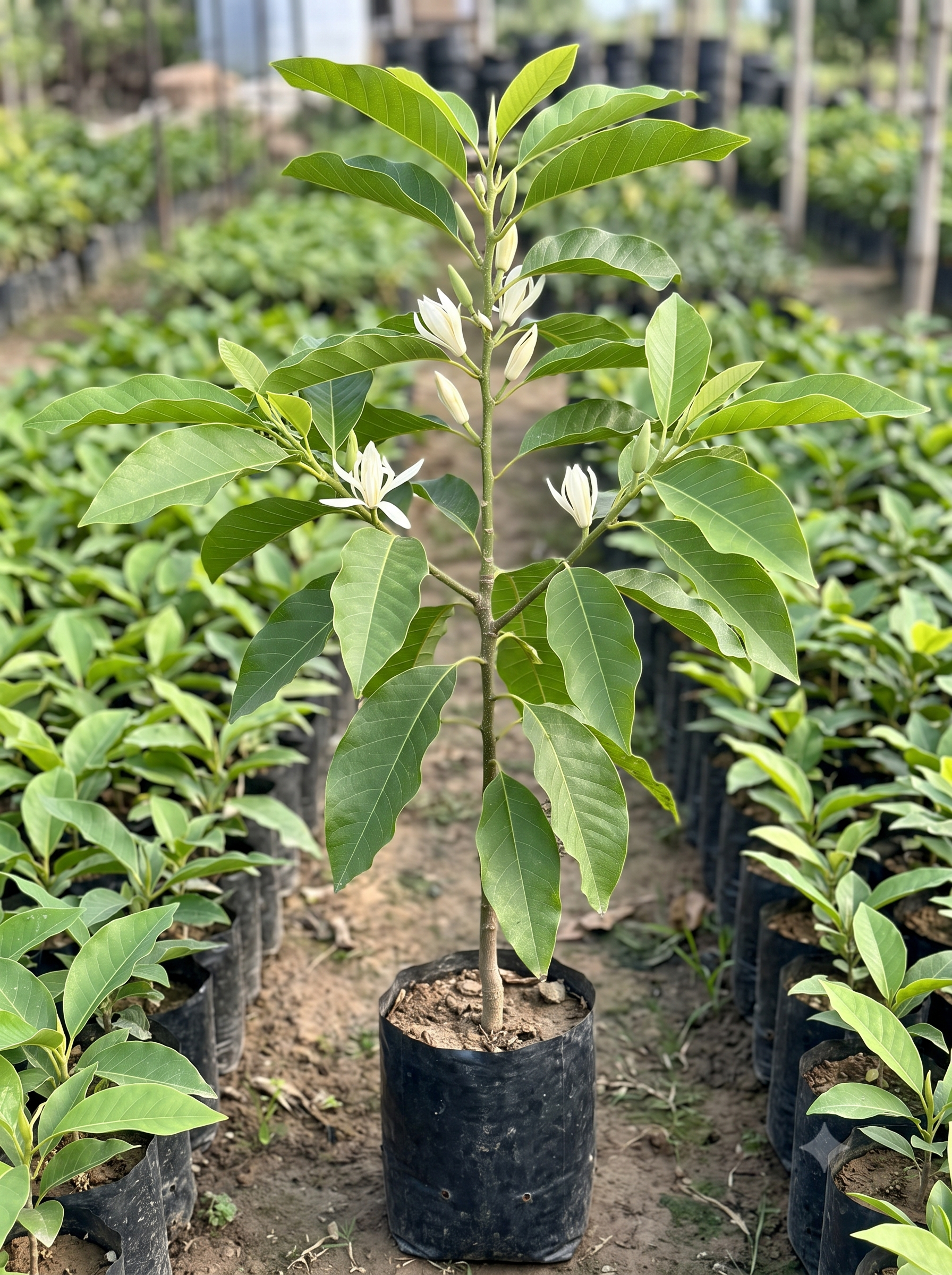 Michelia Champaca Alba