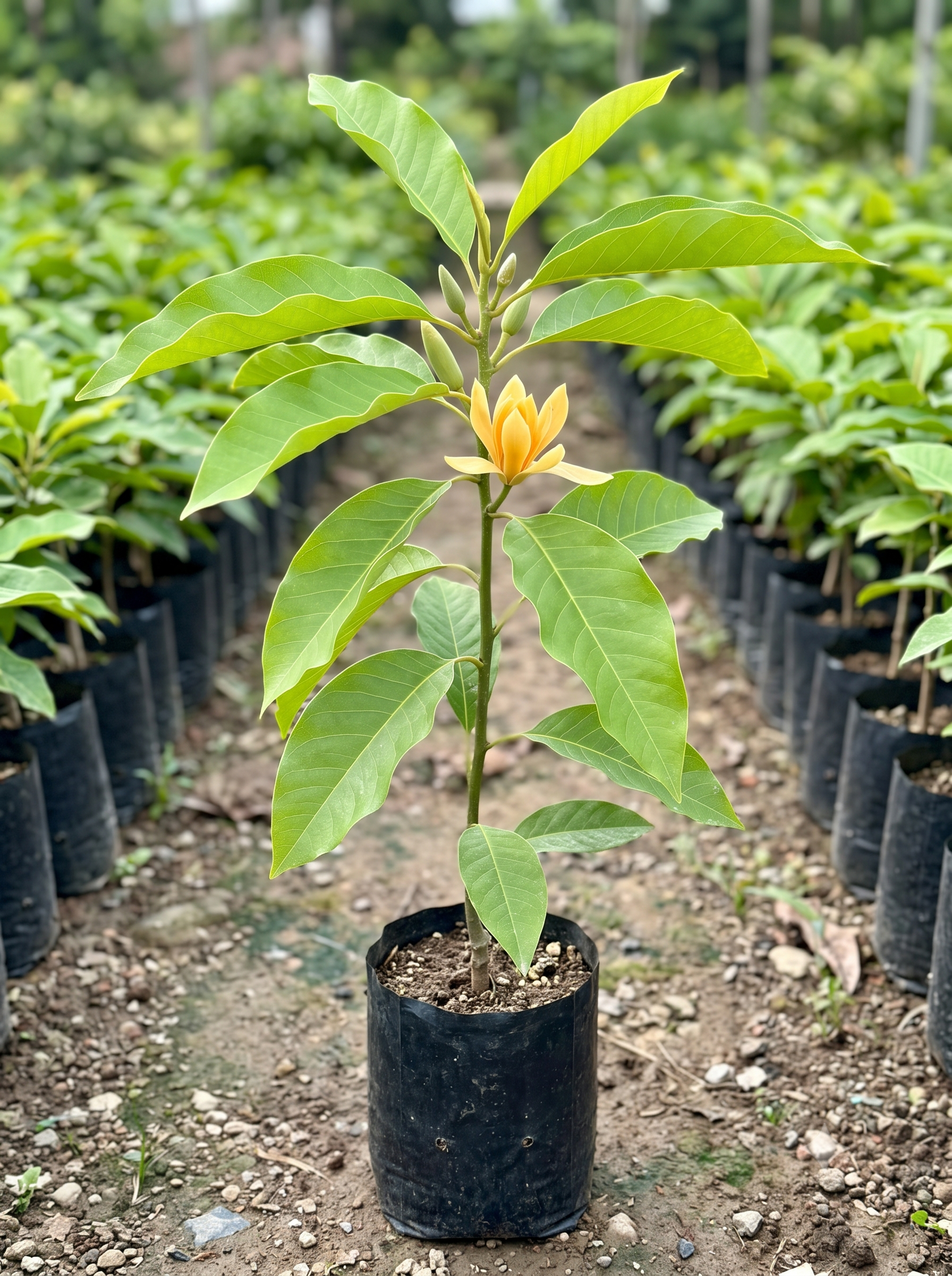 Michelia Champaca (Champa)