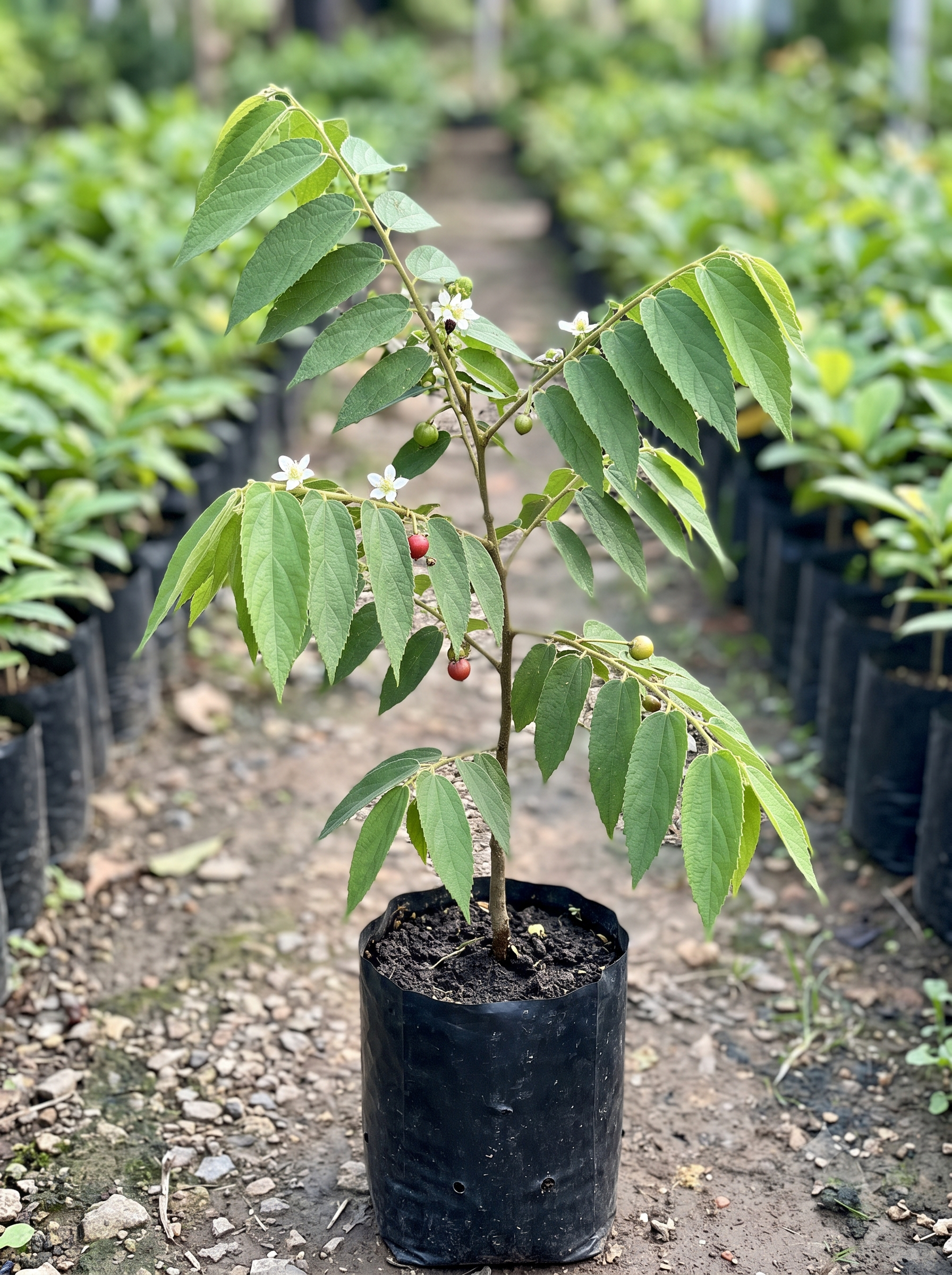 Fruit Plants
