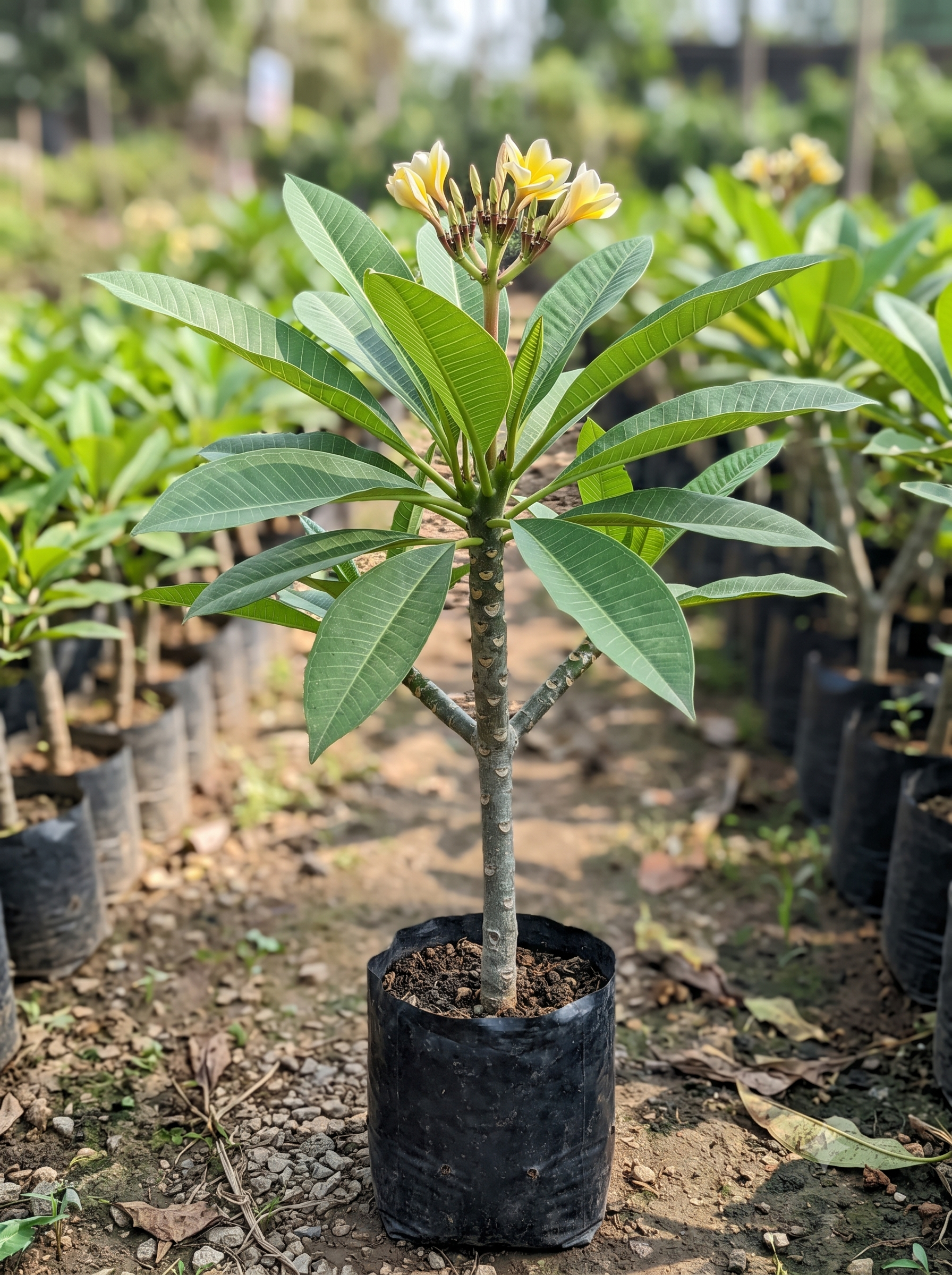 Plumeria Lutea