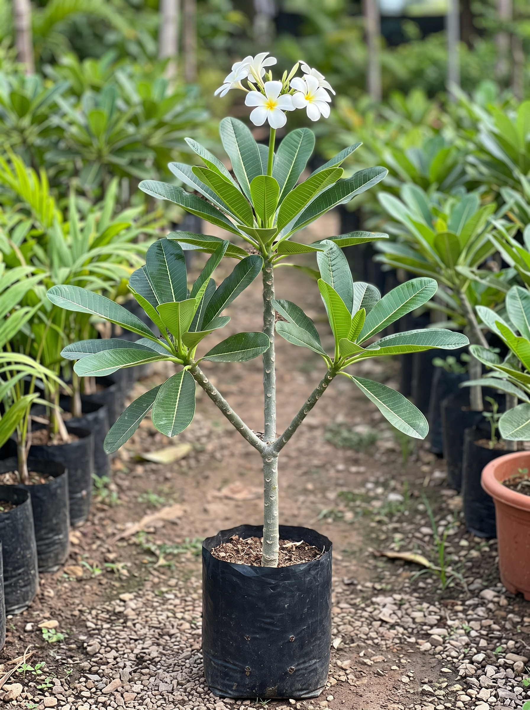 Plumeria Obtusa