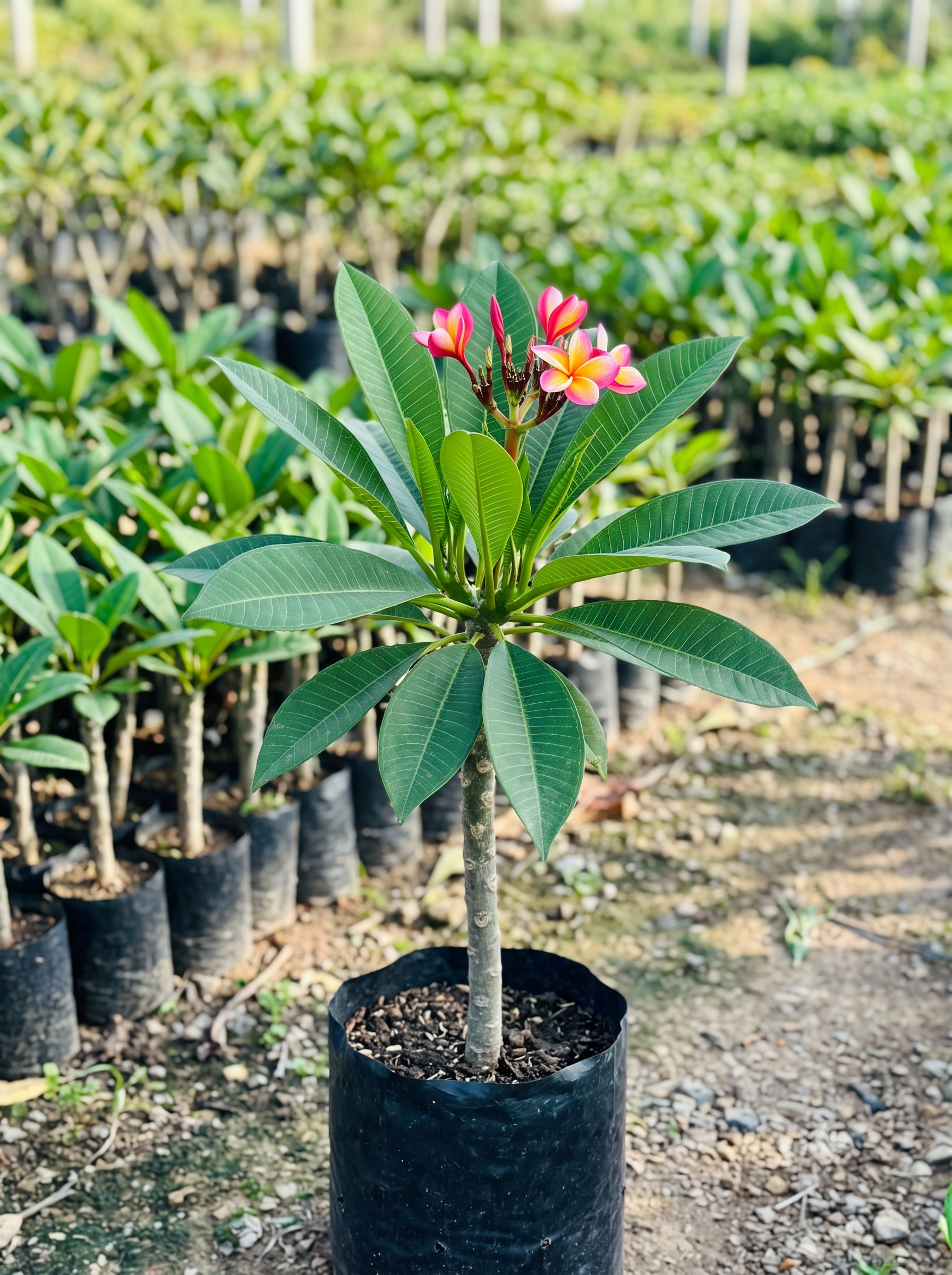 Plumeria hybrid varieties