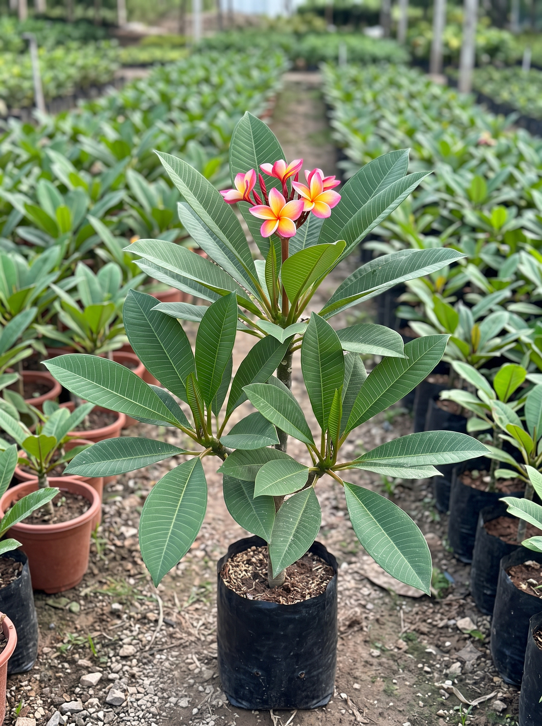 Plumeria rubra forma bicolor