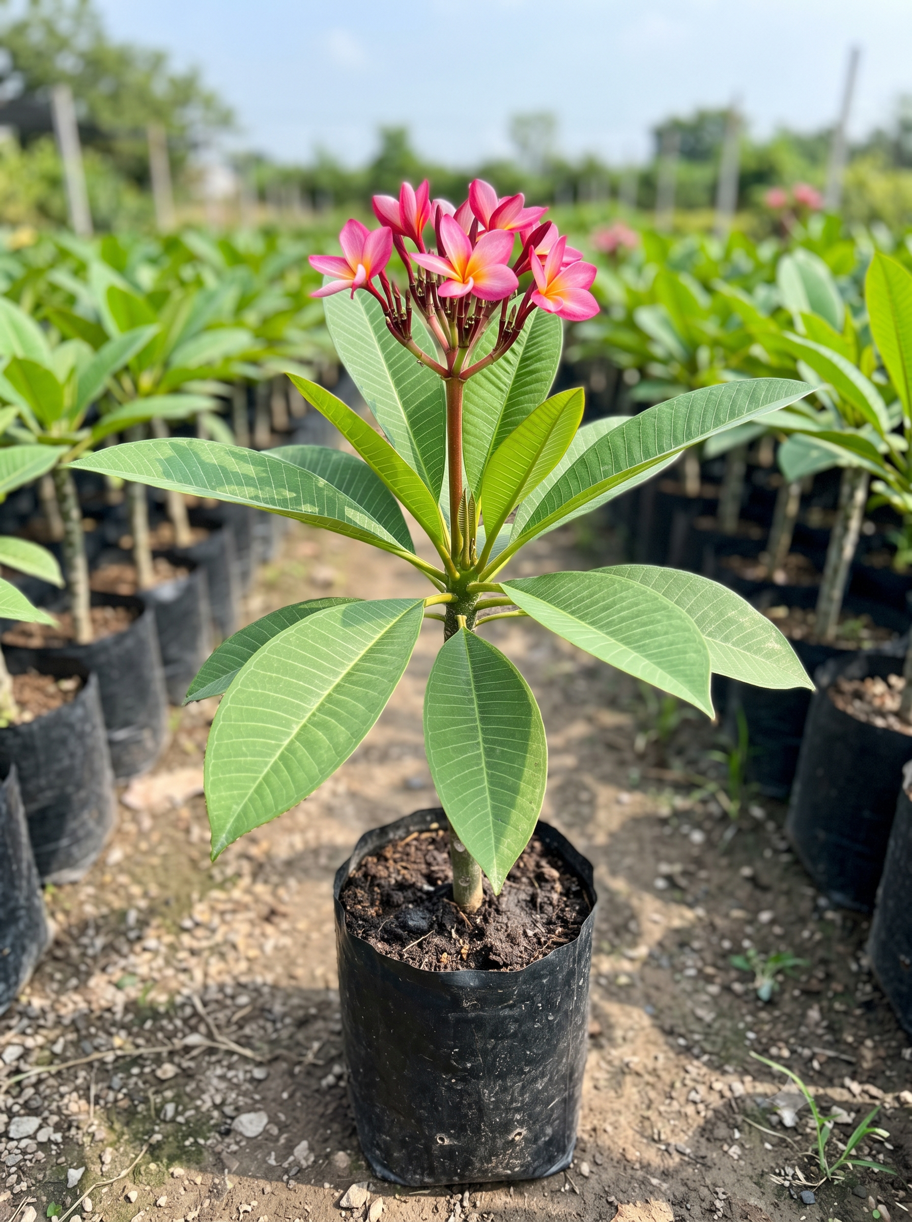 Plumeria Rubra