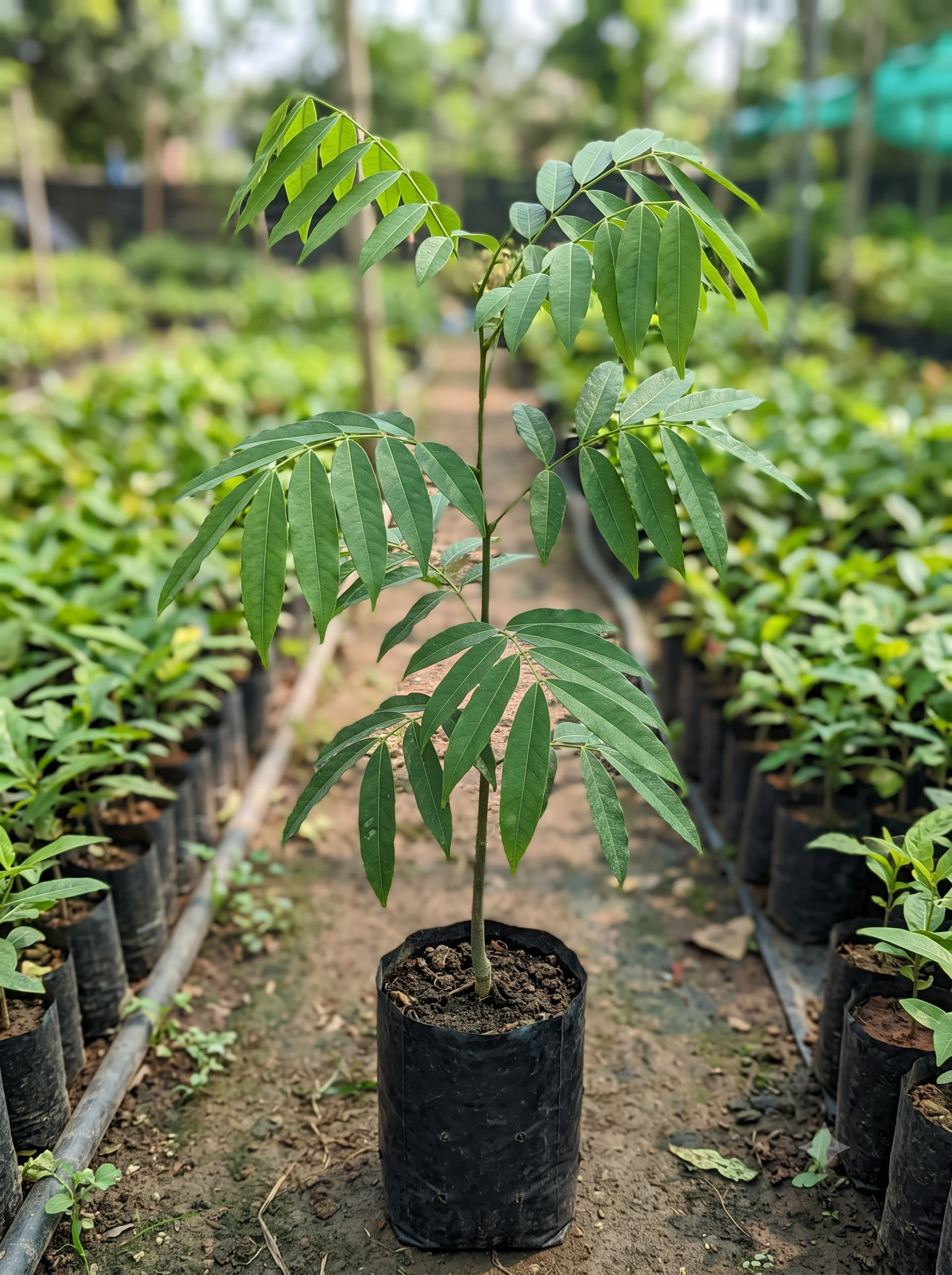 Saraca Asoca (Ashoka)