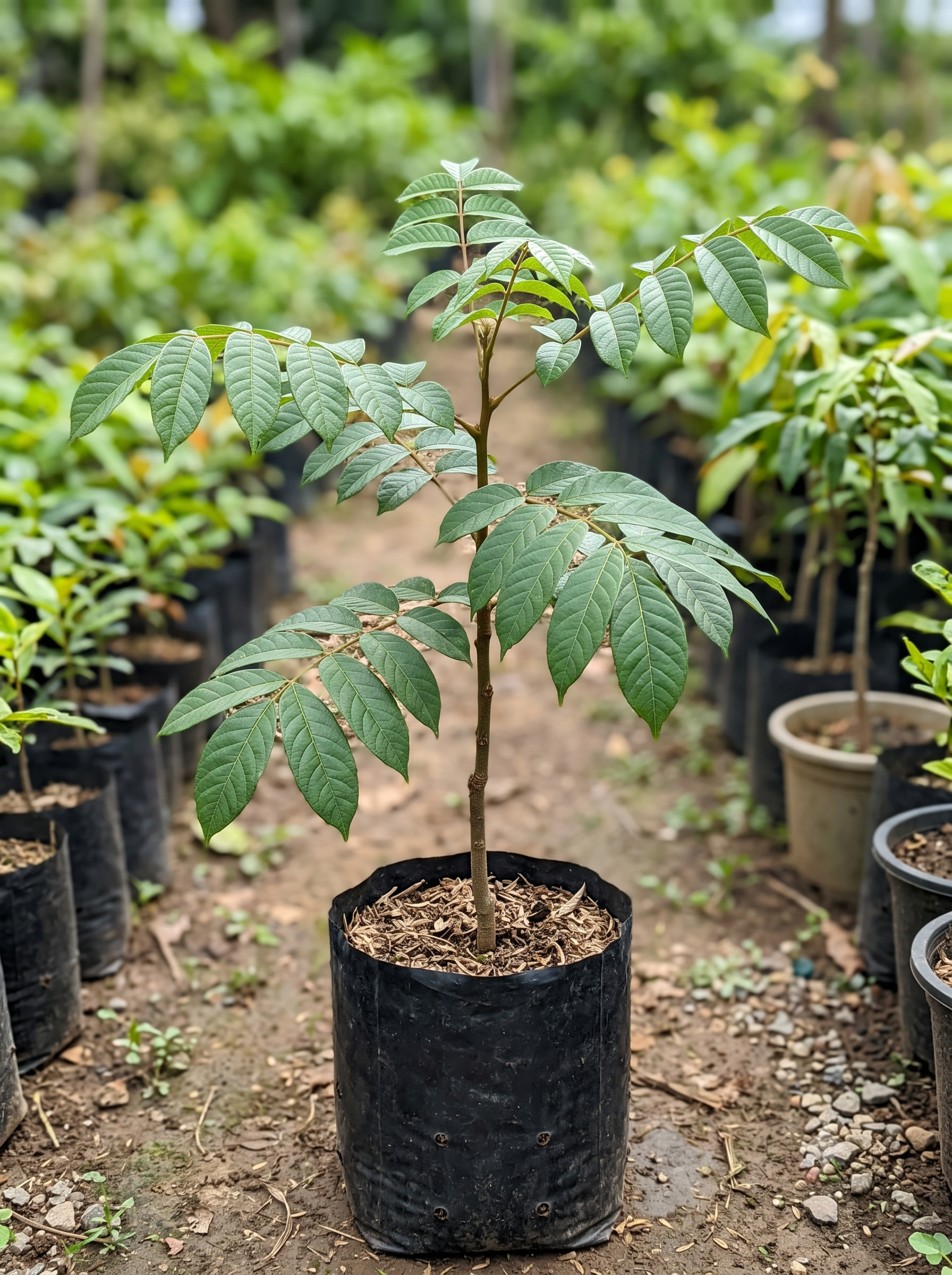 Spathodea Campanulata