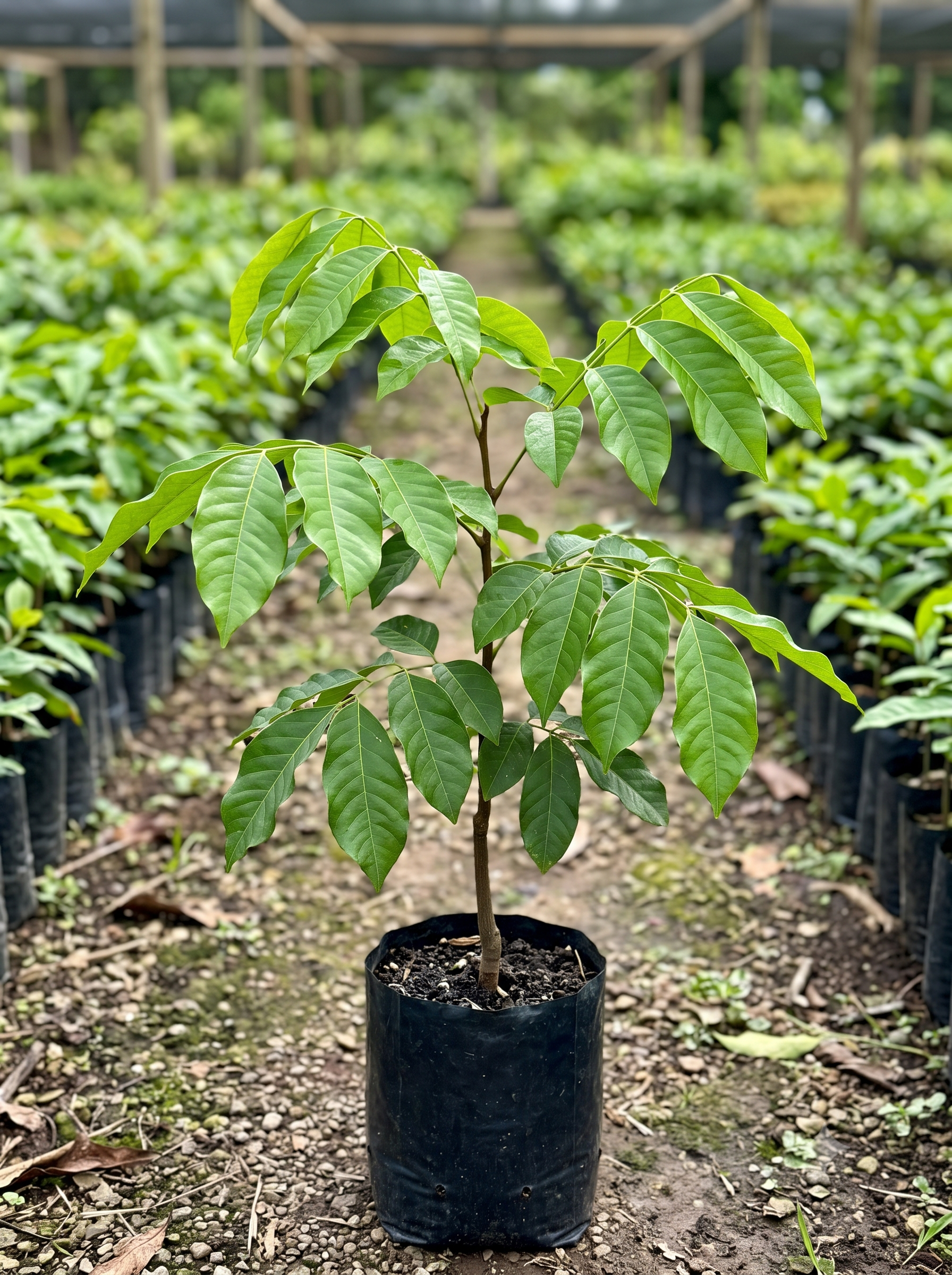 Swietenia macrophylla