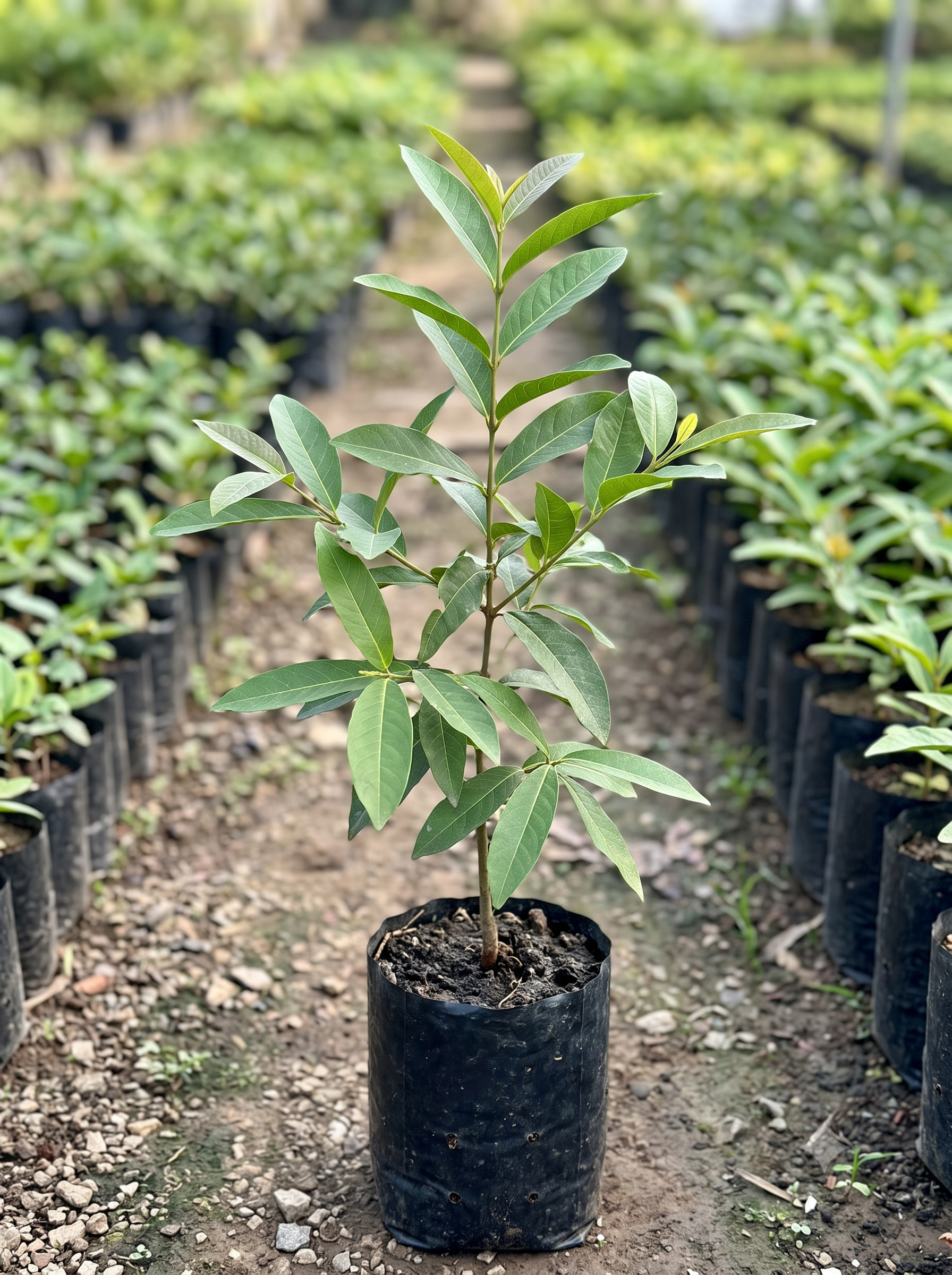 Terminalia Arjuna