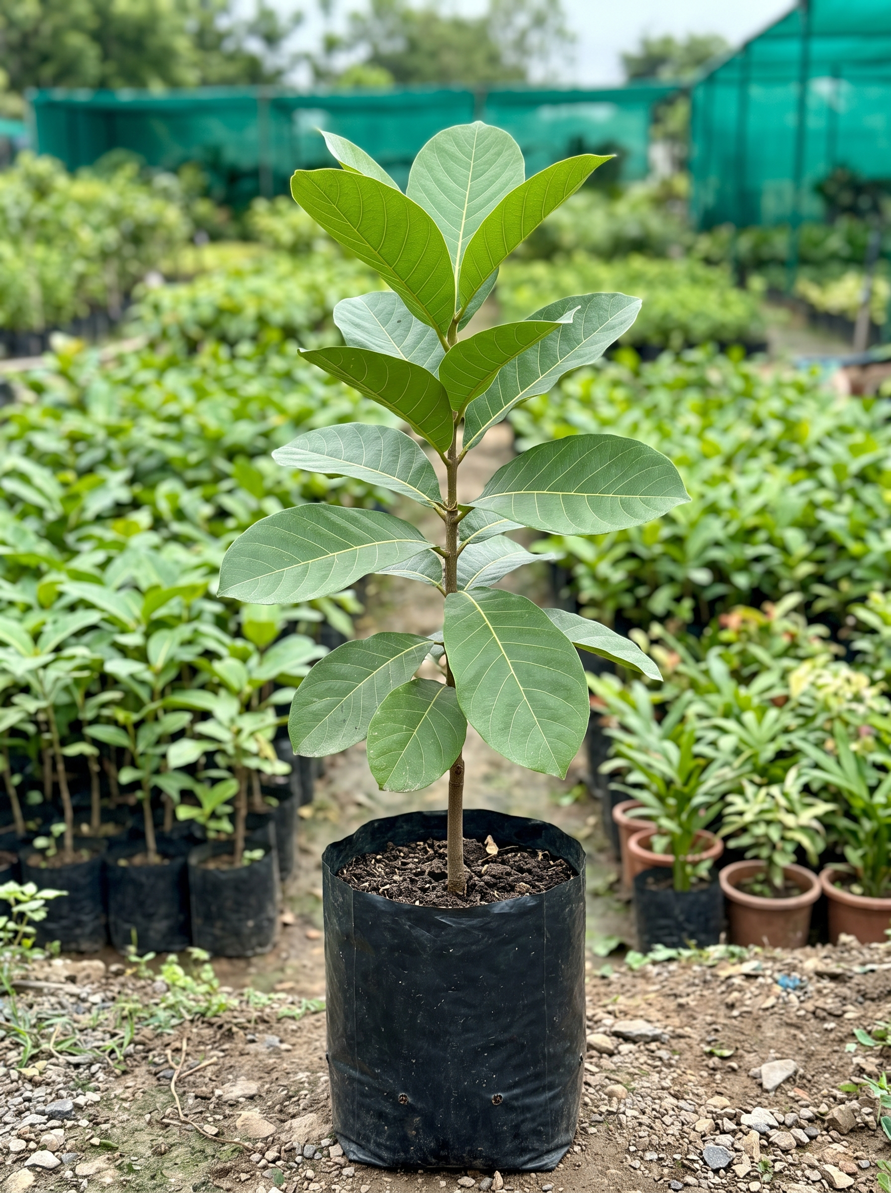 Terminalia belerica