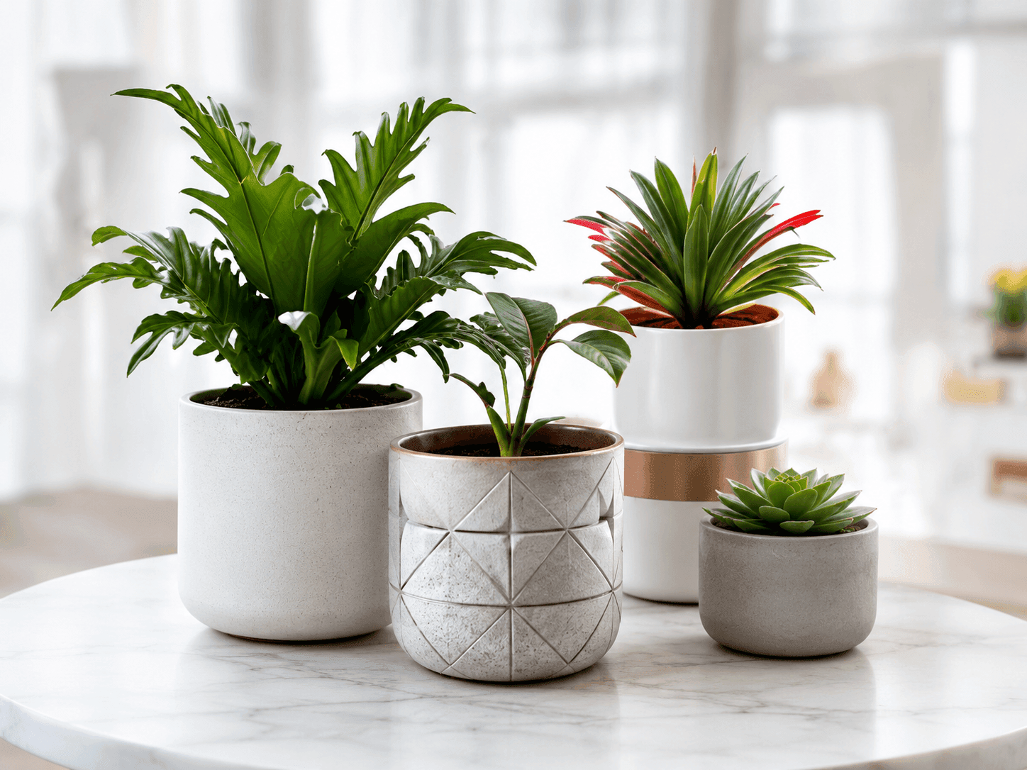 Indoor Plants